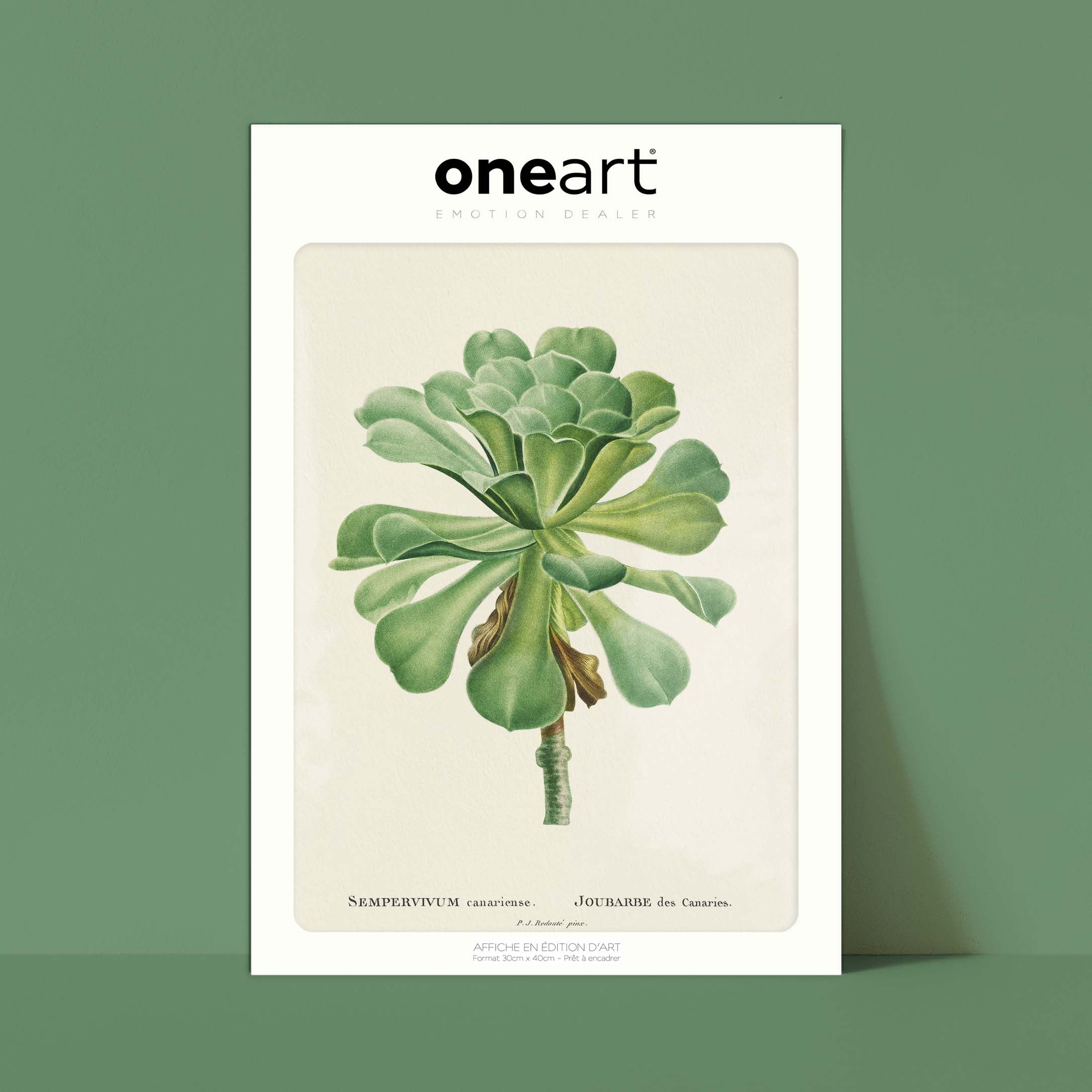 Planche botanique - Sempervivum canariense-oneart.fr