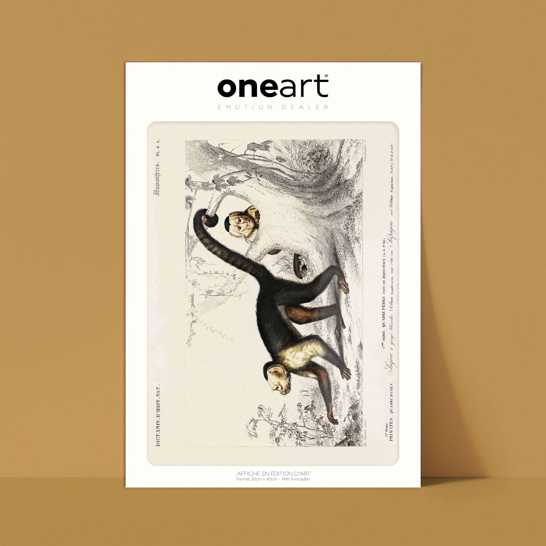 Planche de zoologie - Le sajou-oneart.fr