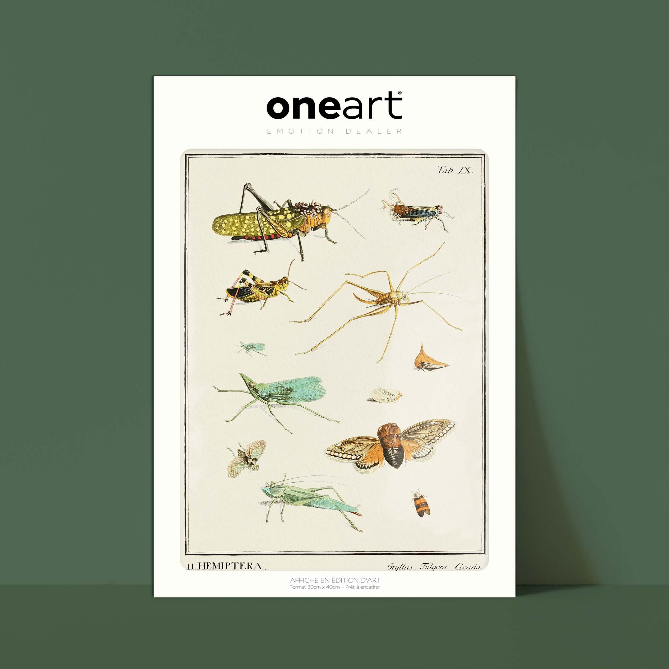 Planche d'entomologie - Hemiptera-oneart.fr