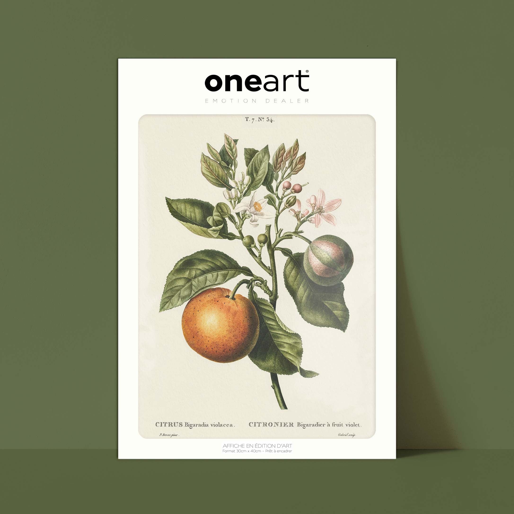 Planche botanique fruit - Citronnier bigaradier-oneart.fr