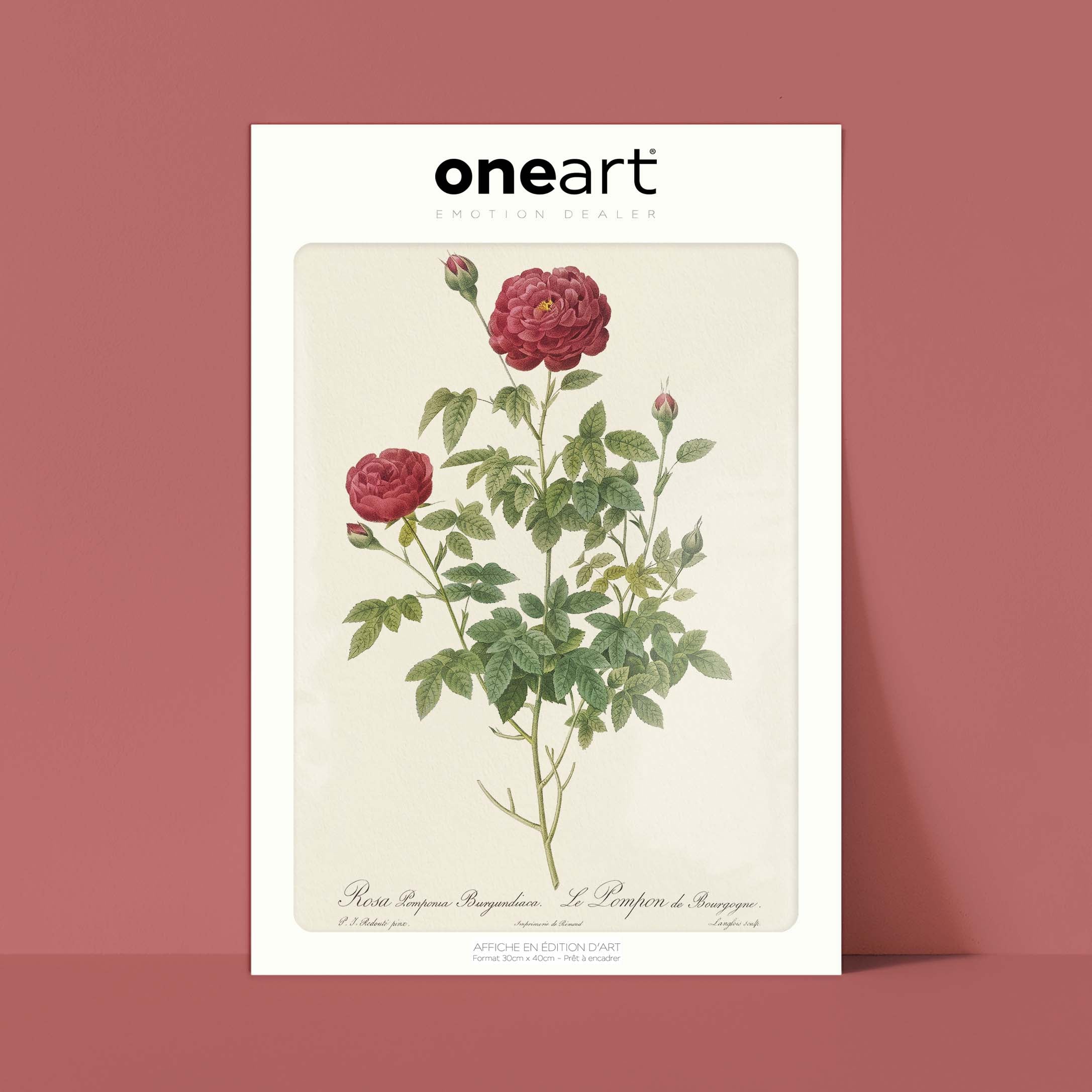 Planche botanique - Le pompon de Bourgogne-oneart.fr