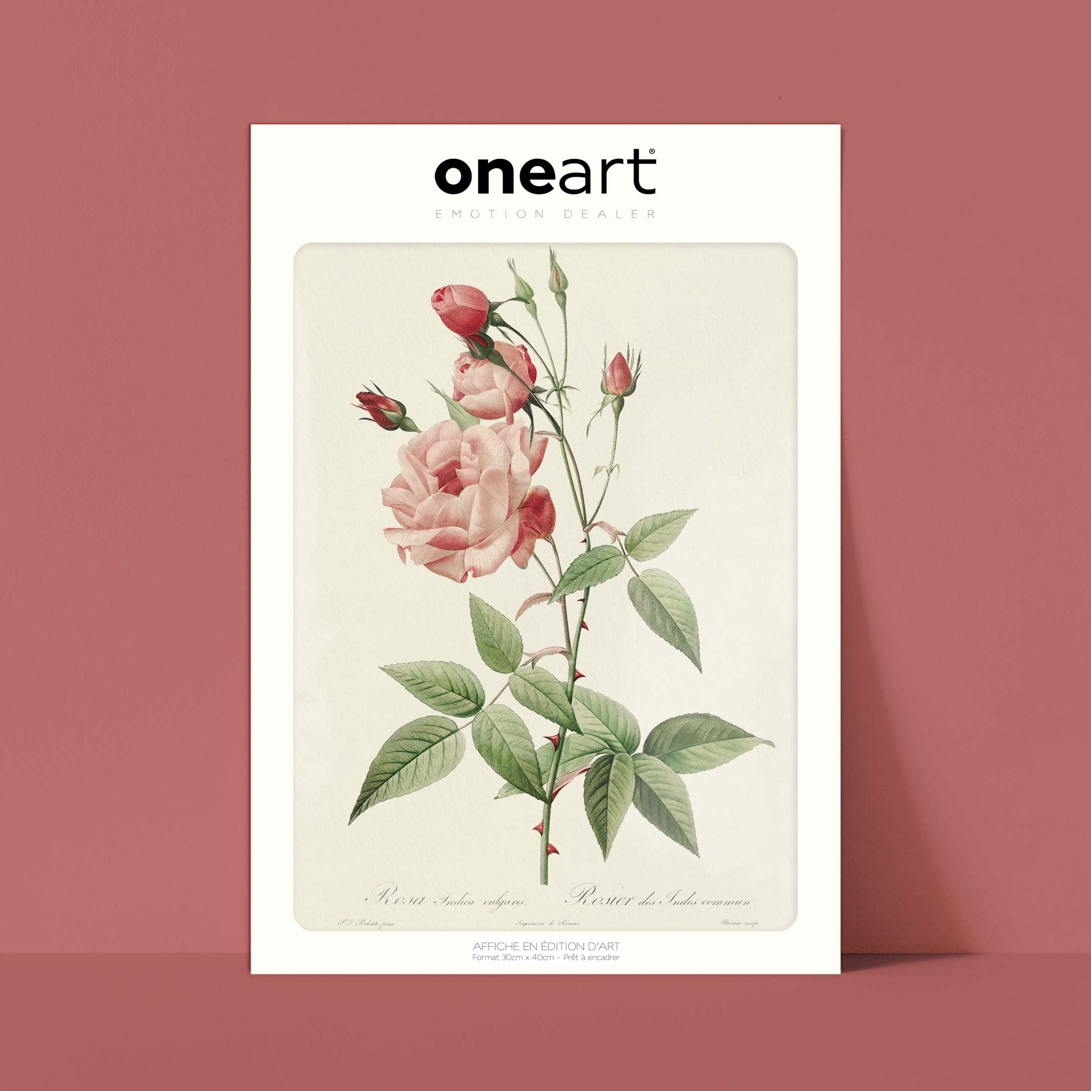 Planche botanique - Rosier des Indes-oneart.fr