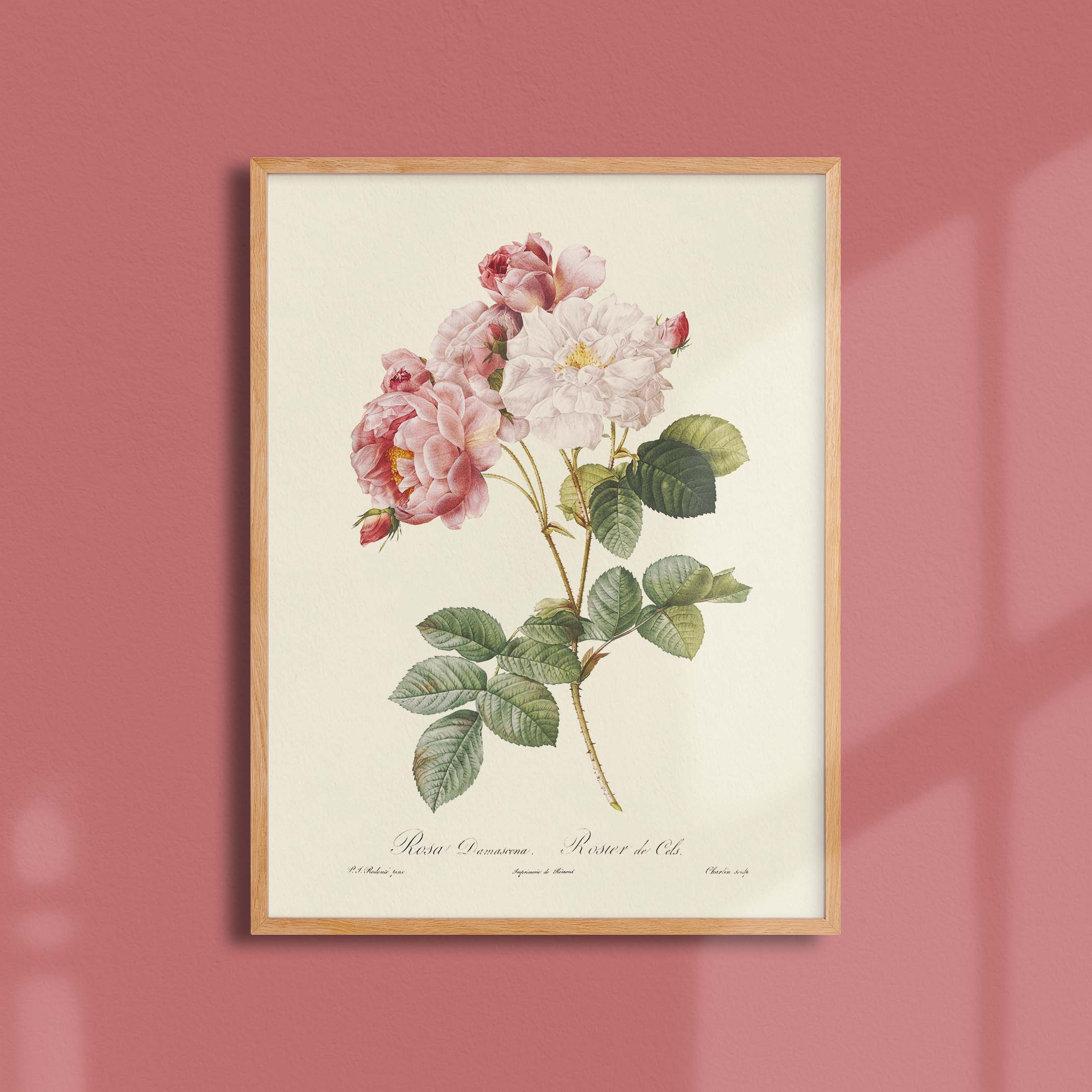 Planche botanique - Rosier de Cels-oneart.fr