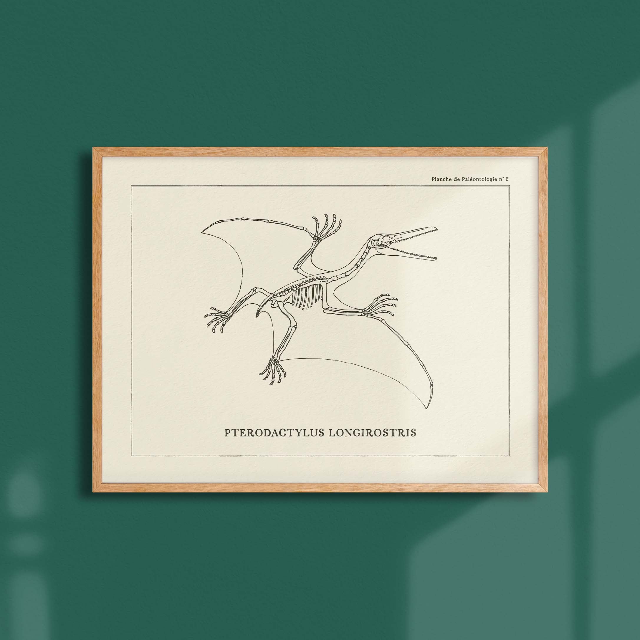 Affiche Dinosaure - Squelette de Pterodactyle-oneart.fr