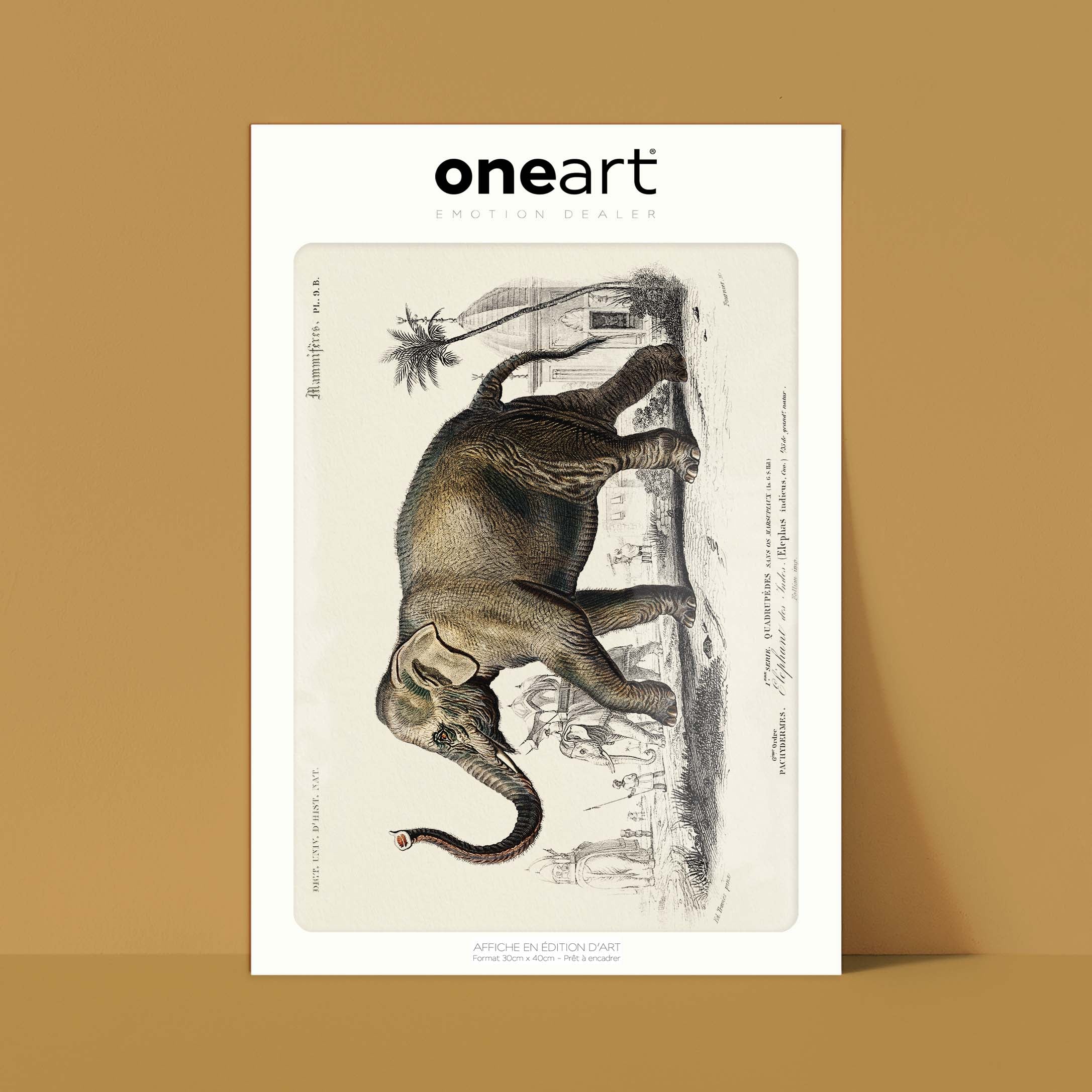 Planche de zoologie - L'éléphant des Indes-oneart.fr