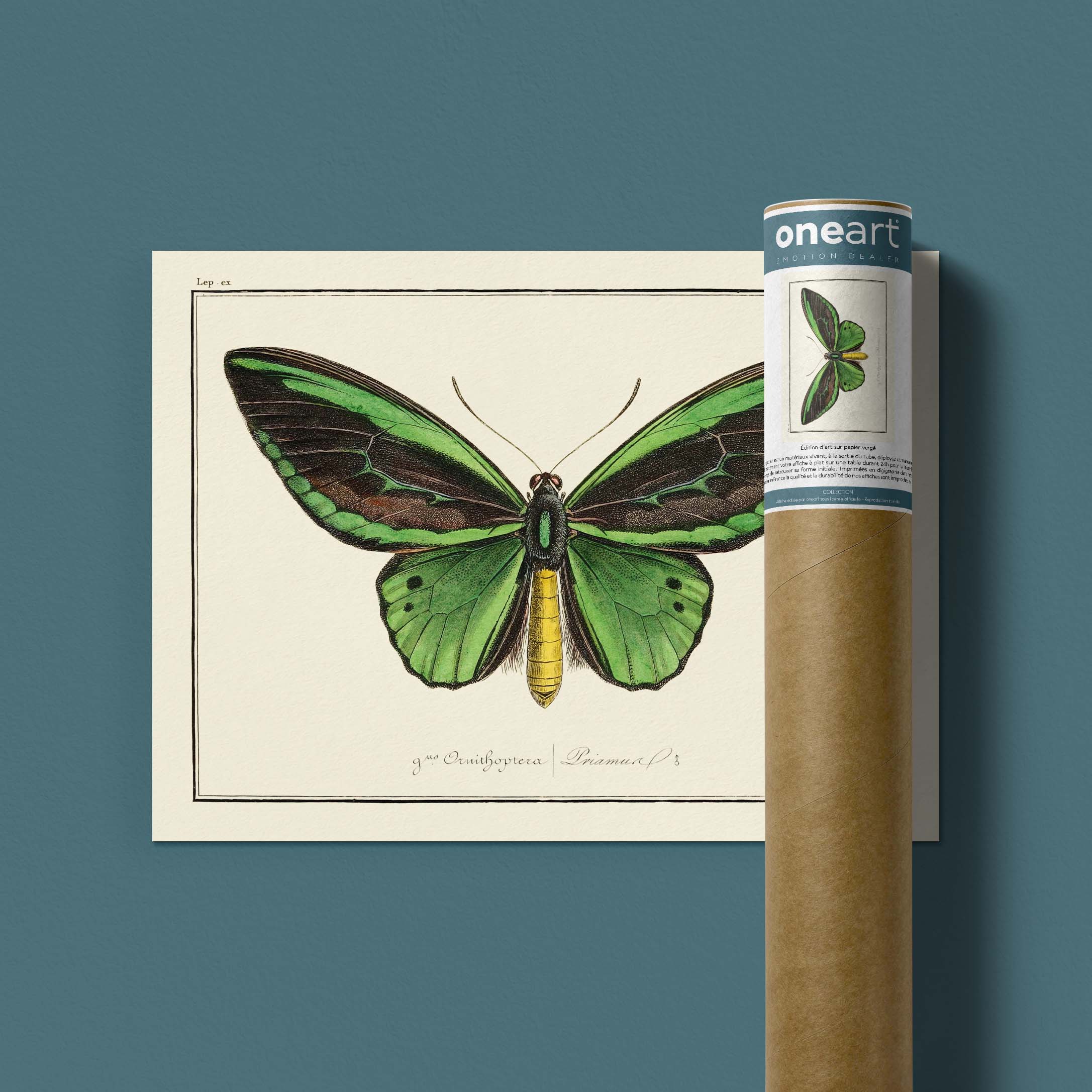 Planche d'entomologie Papillon - N°4-oneart.fr