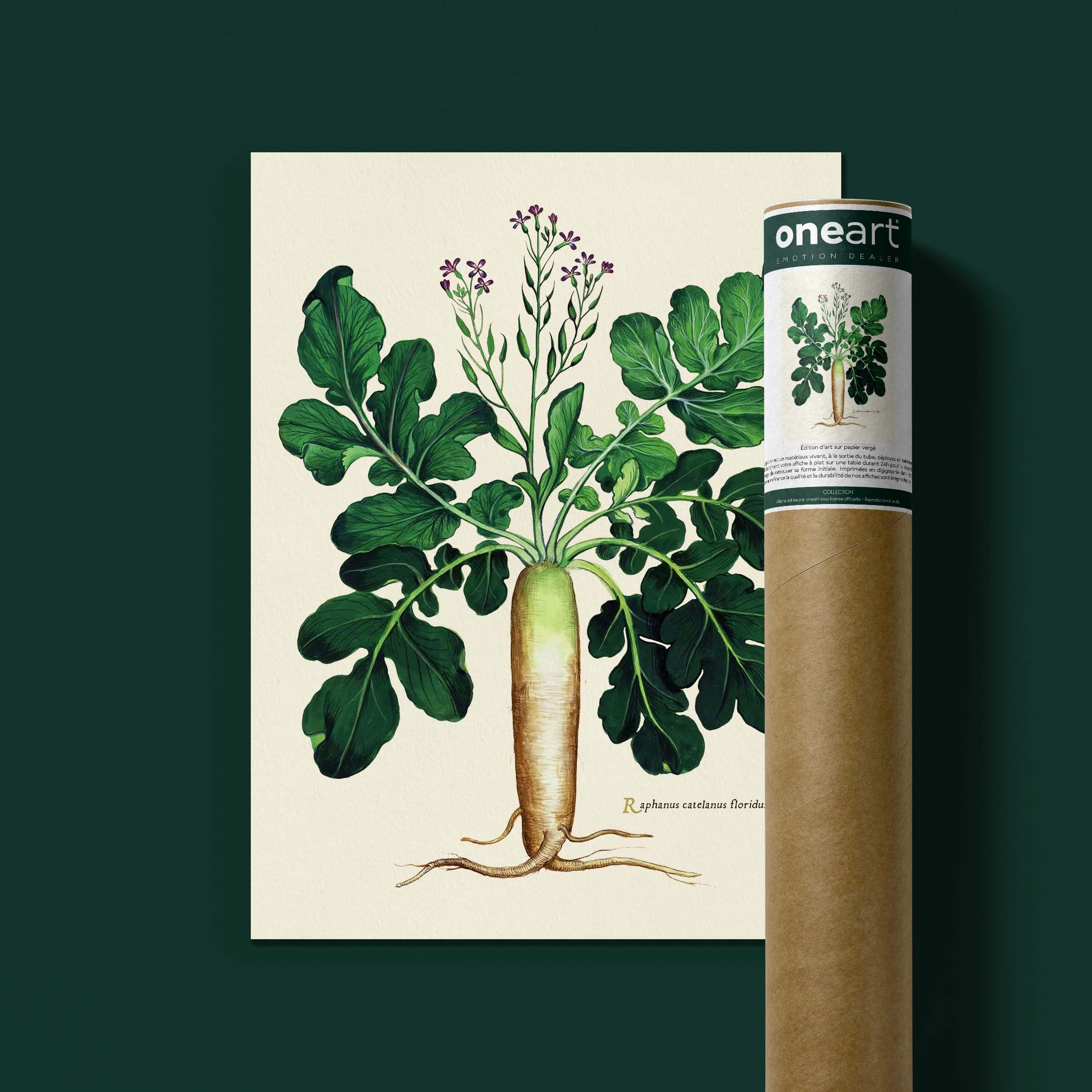 Planche botanique potager - Radis d’hiver à col vert-oneart.fr