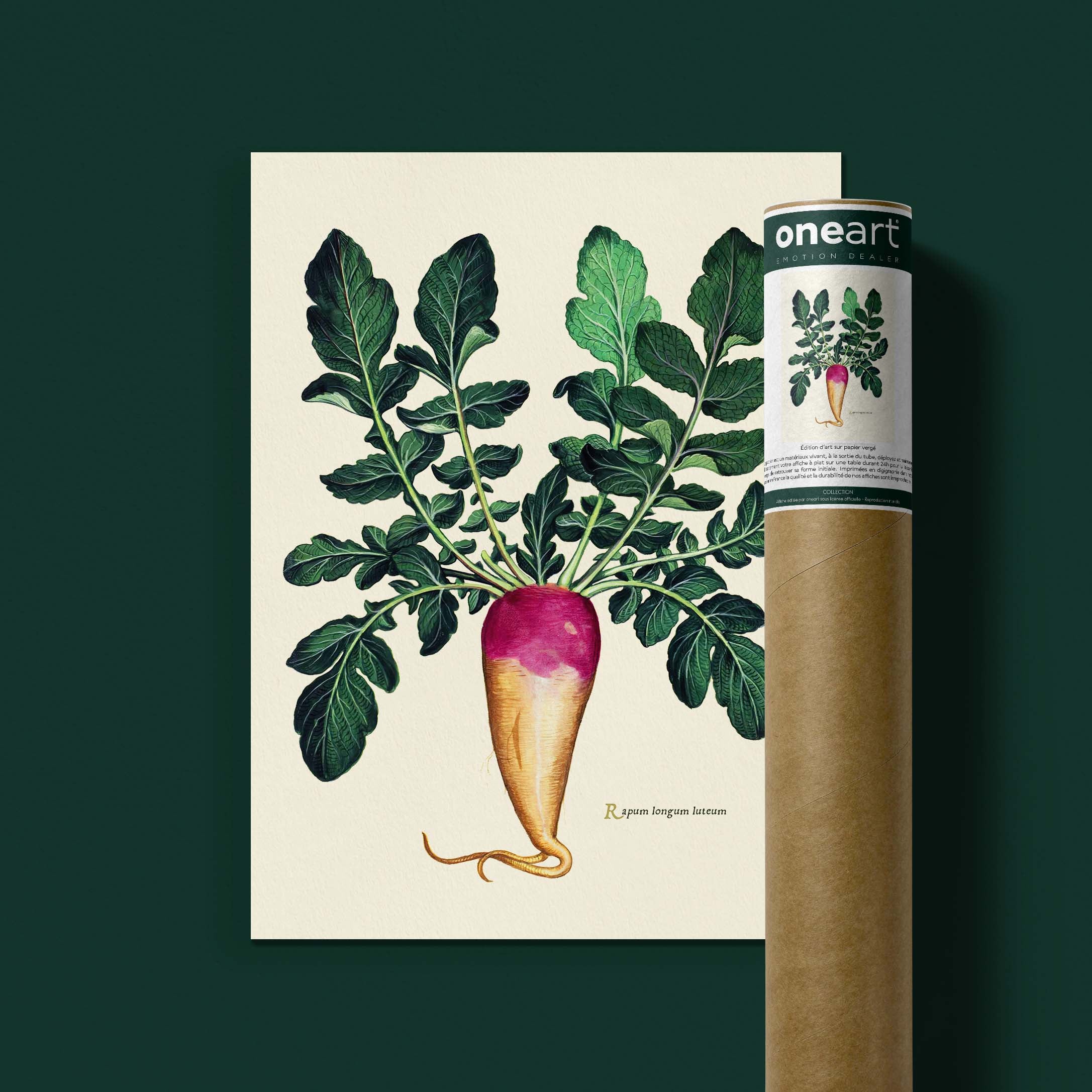 Planche botanique potager - Navet rose du Palatinat-oneart.fr