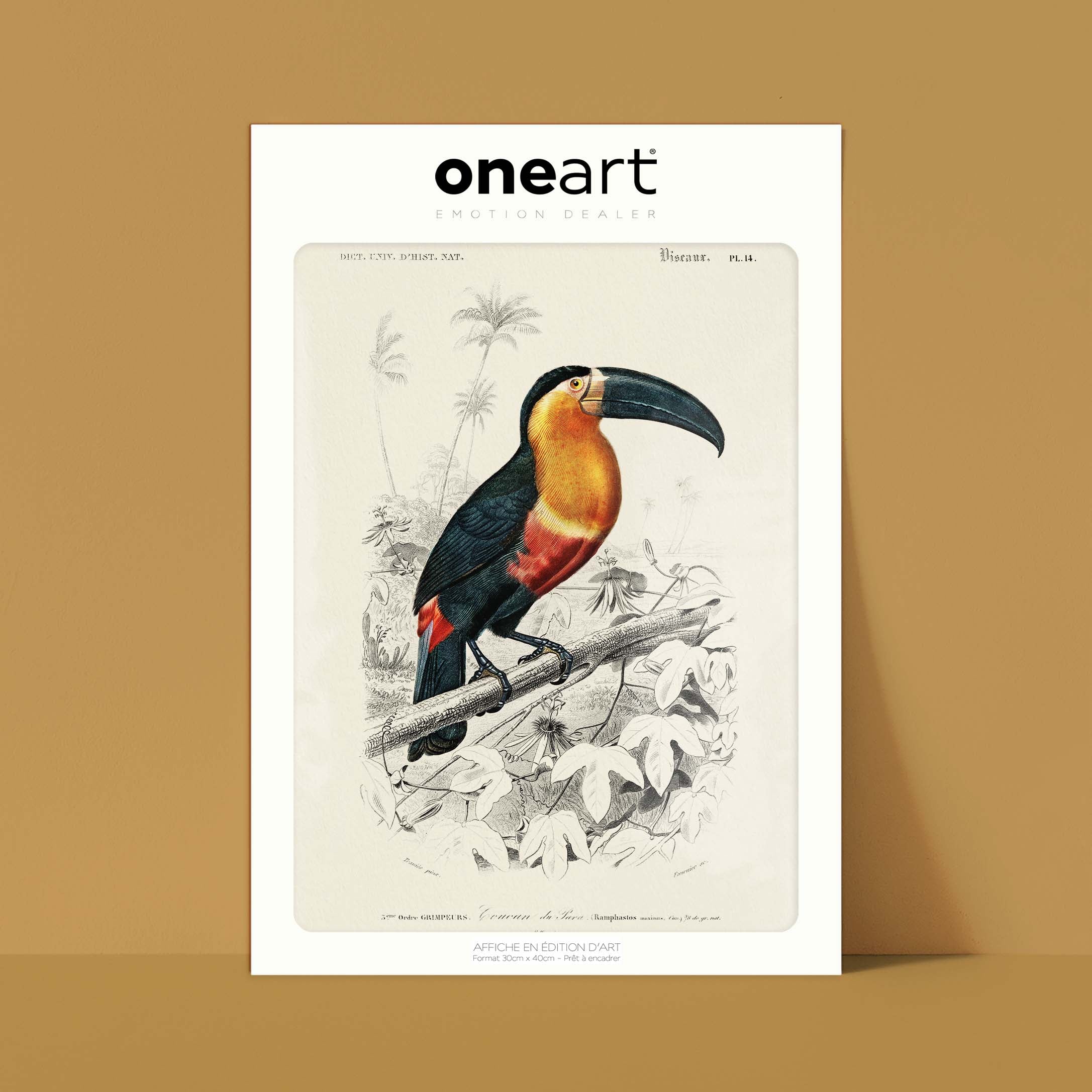 Planche de zoologie - Le toucan de para-oneart.fr