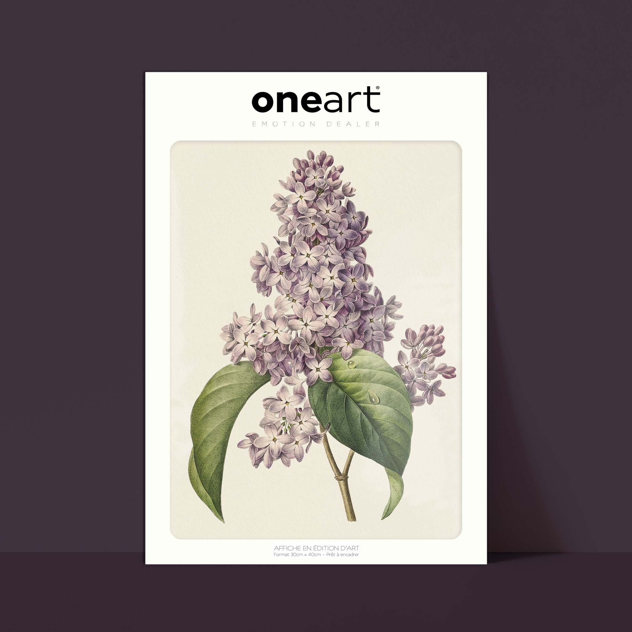 Planche botanique - Lilas-oneart.fr