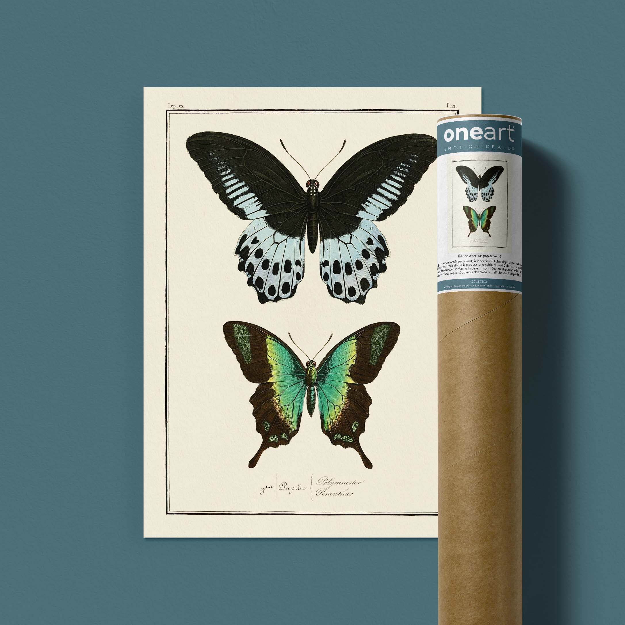 Planche d'entomologie Papillons - N°12-oneart.fr