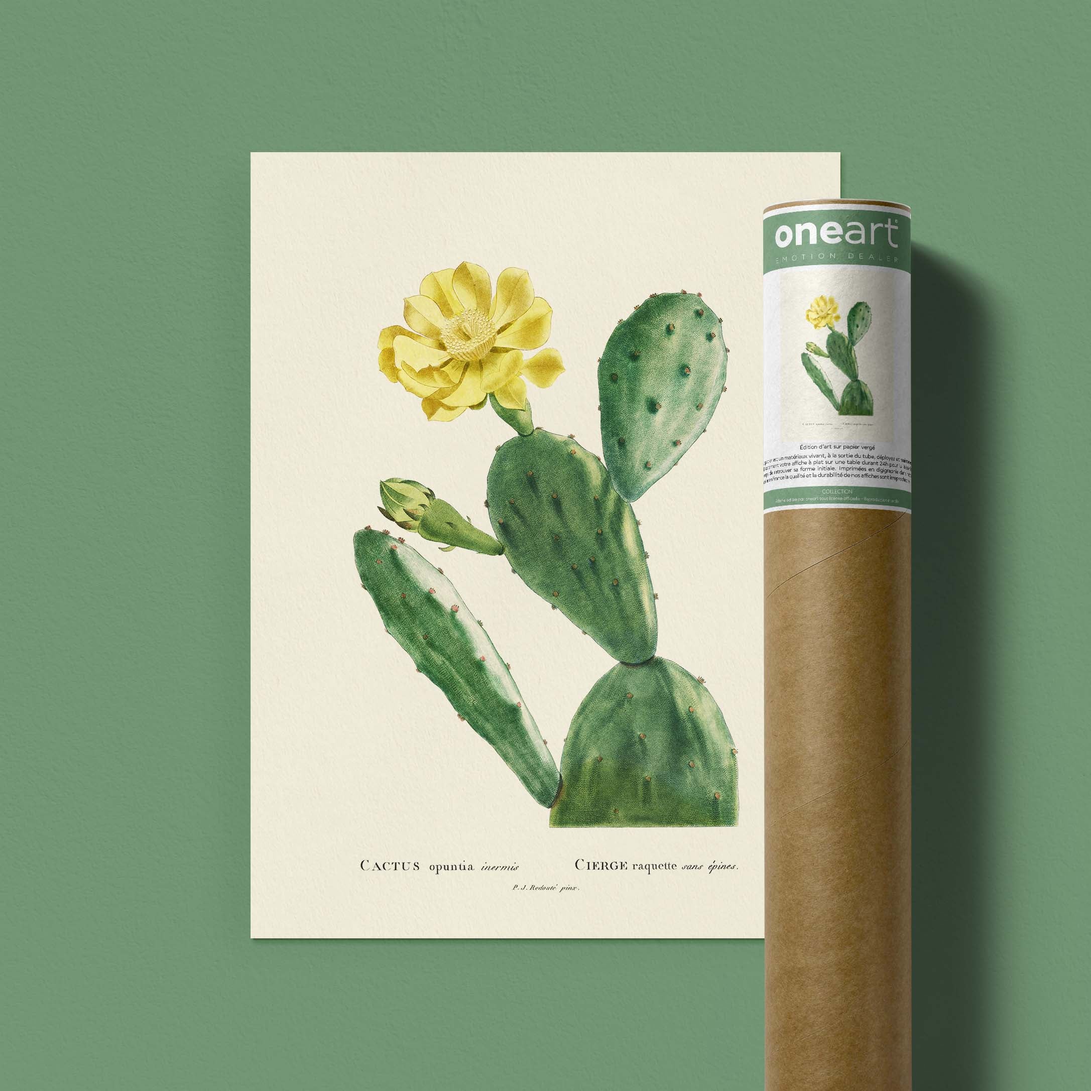 Planche botanique - Cactus opuntia inermis-oneart.fr