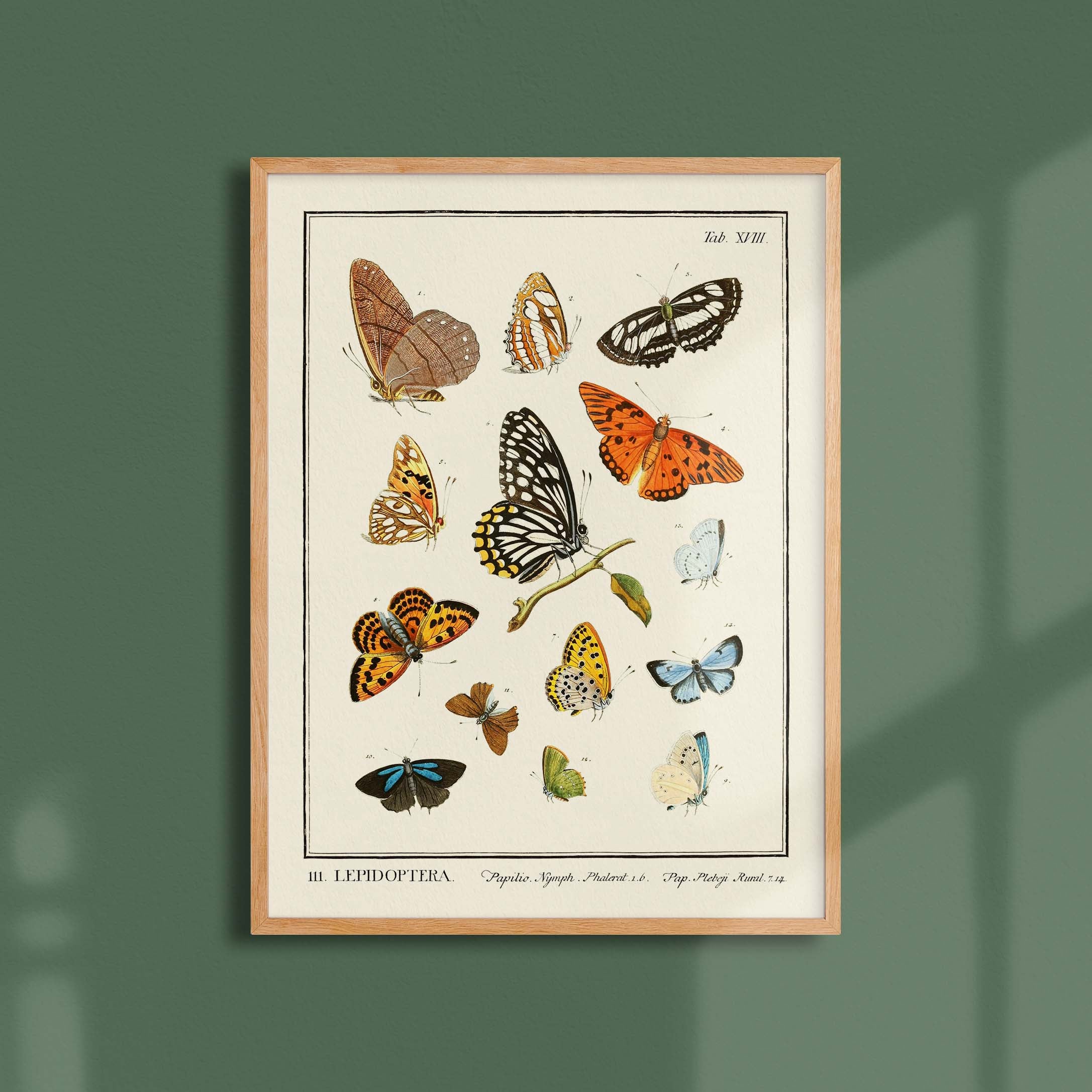 Planche d'entomologie - Lepidoptera - 2-oneart.fr