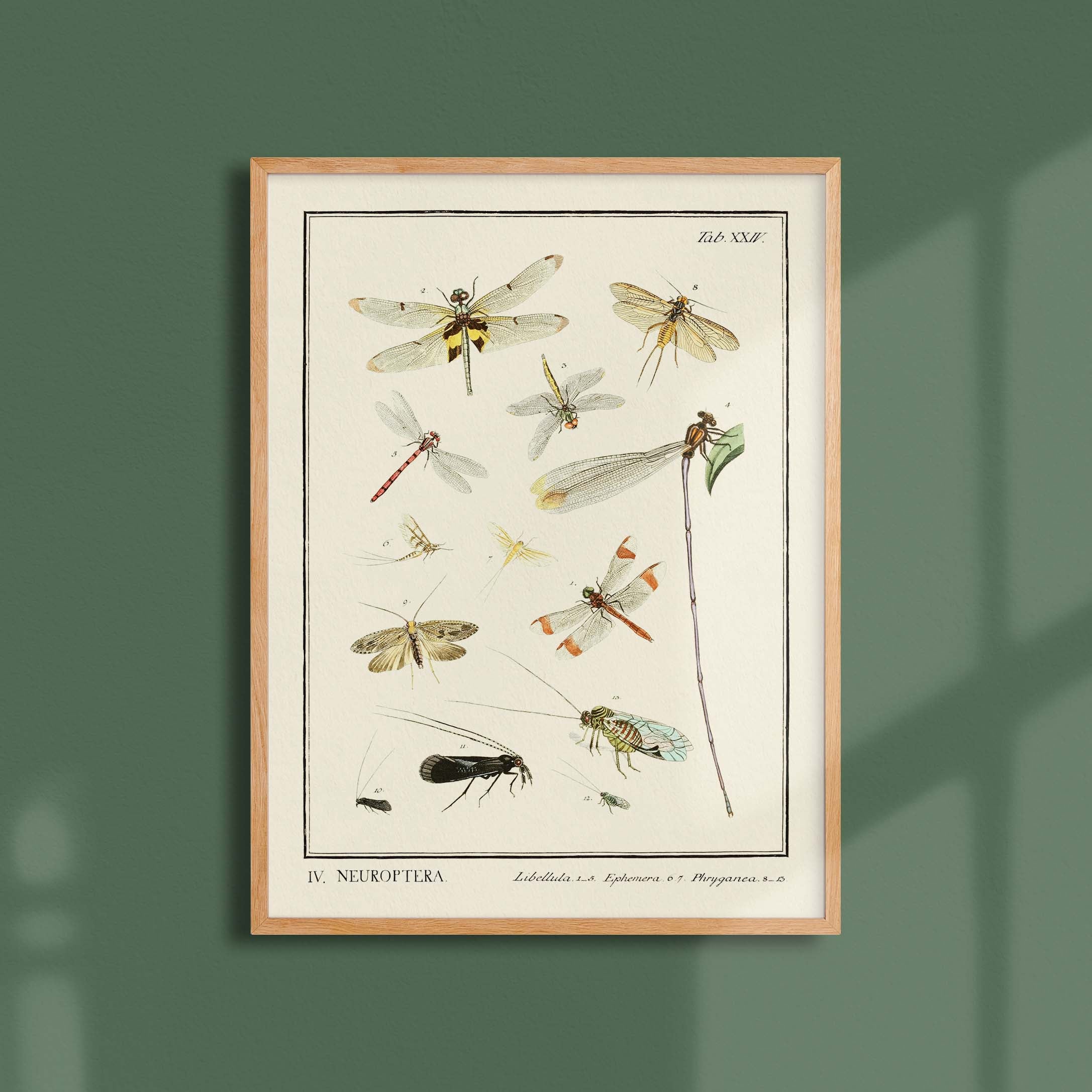Planche d'entomologie - Neuroptera-oneart.fr