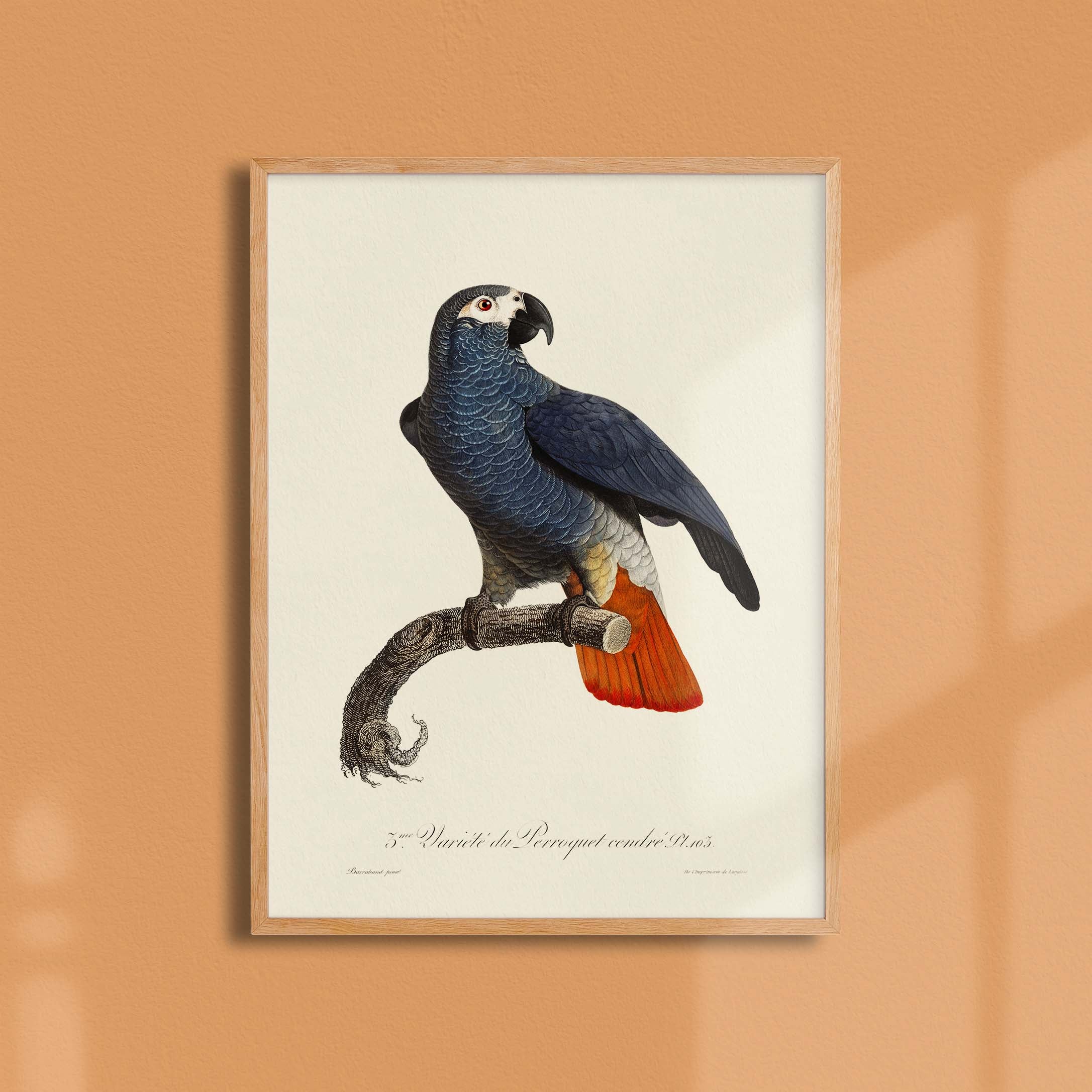 Planche d'ornithologie - Le Perroquet cendré-oneart.fr