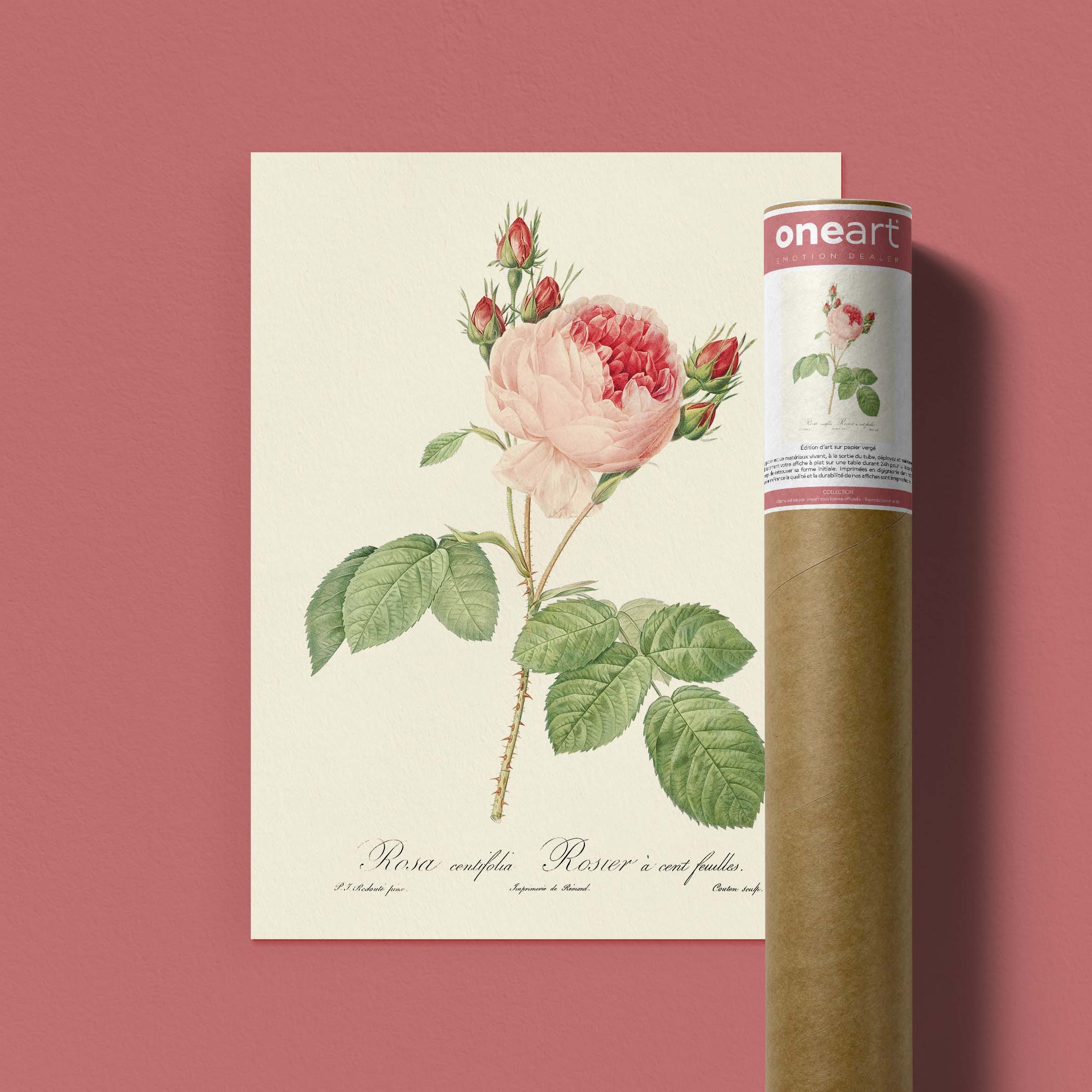 Planche botanique - Rosier à cent feuilles-oneart.fr