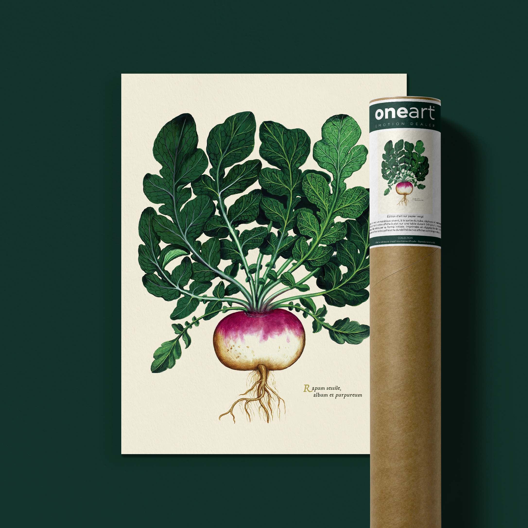 Planche botanique potager - Navet blanc globe à collet violet-oneart.fr