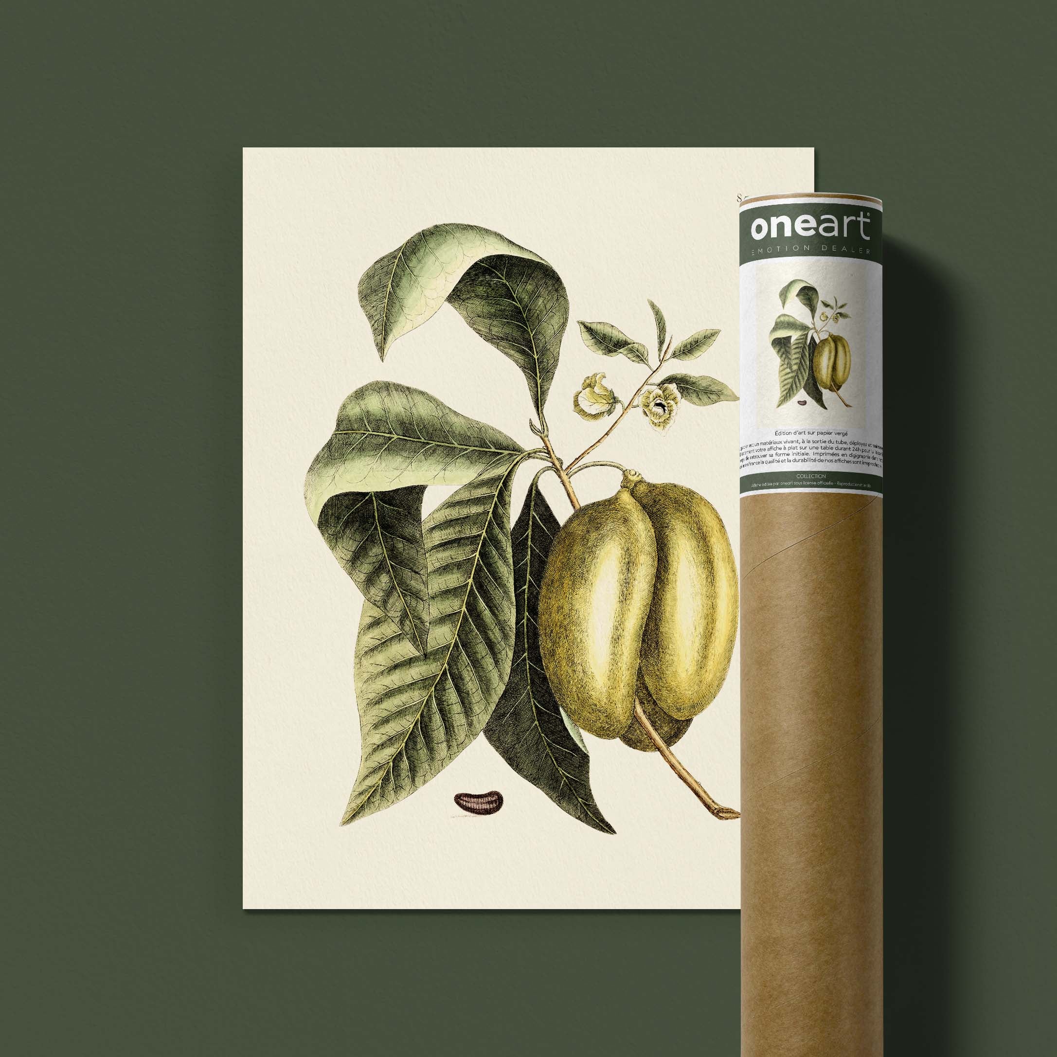Planche botanique - Papaye-oneart.fr