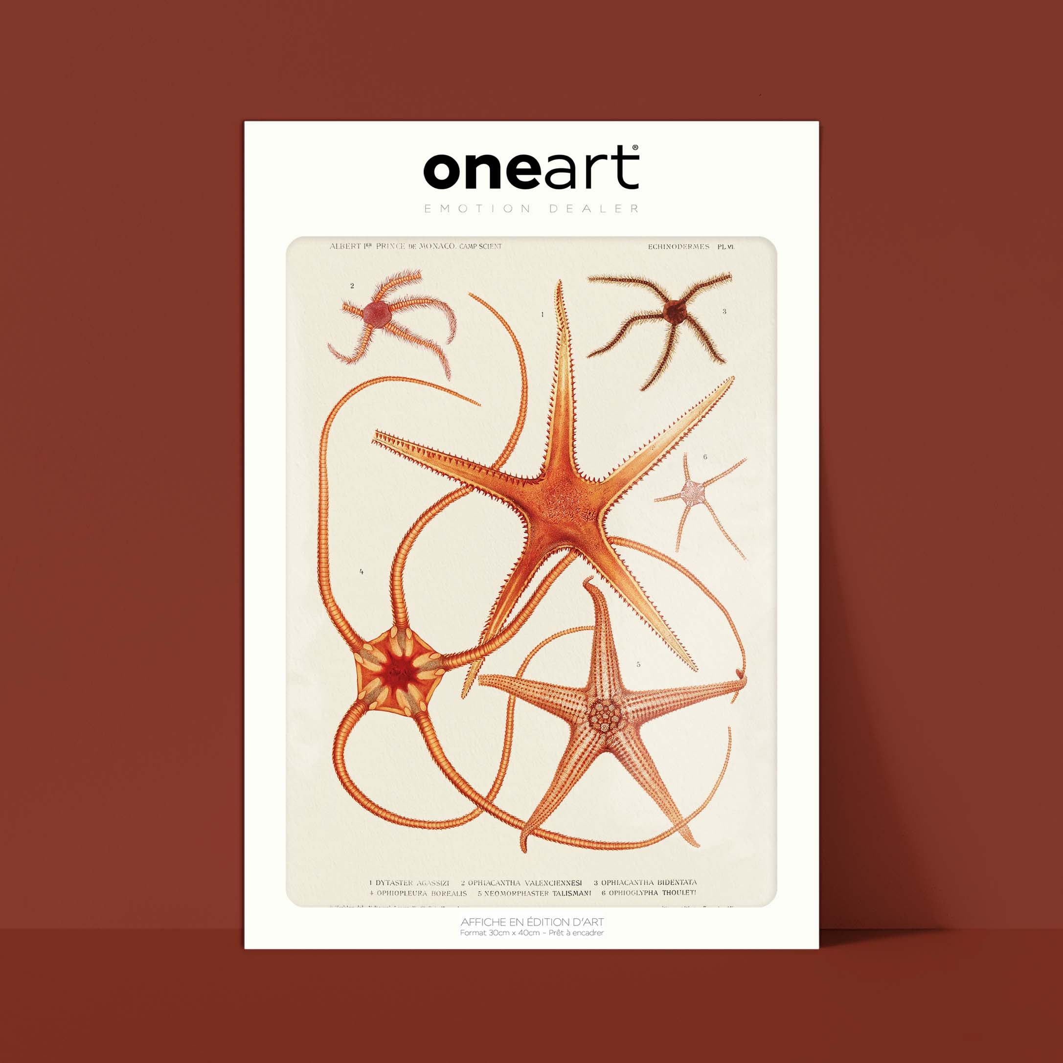 Affiche océan - Les étoiles de mer - 3-oneart.fr