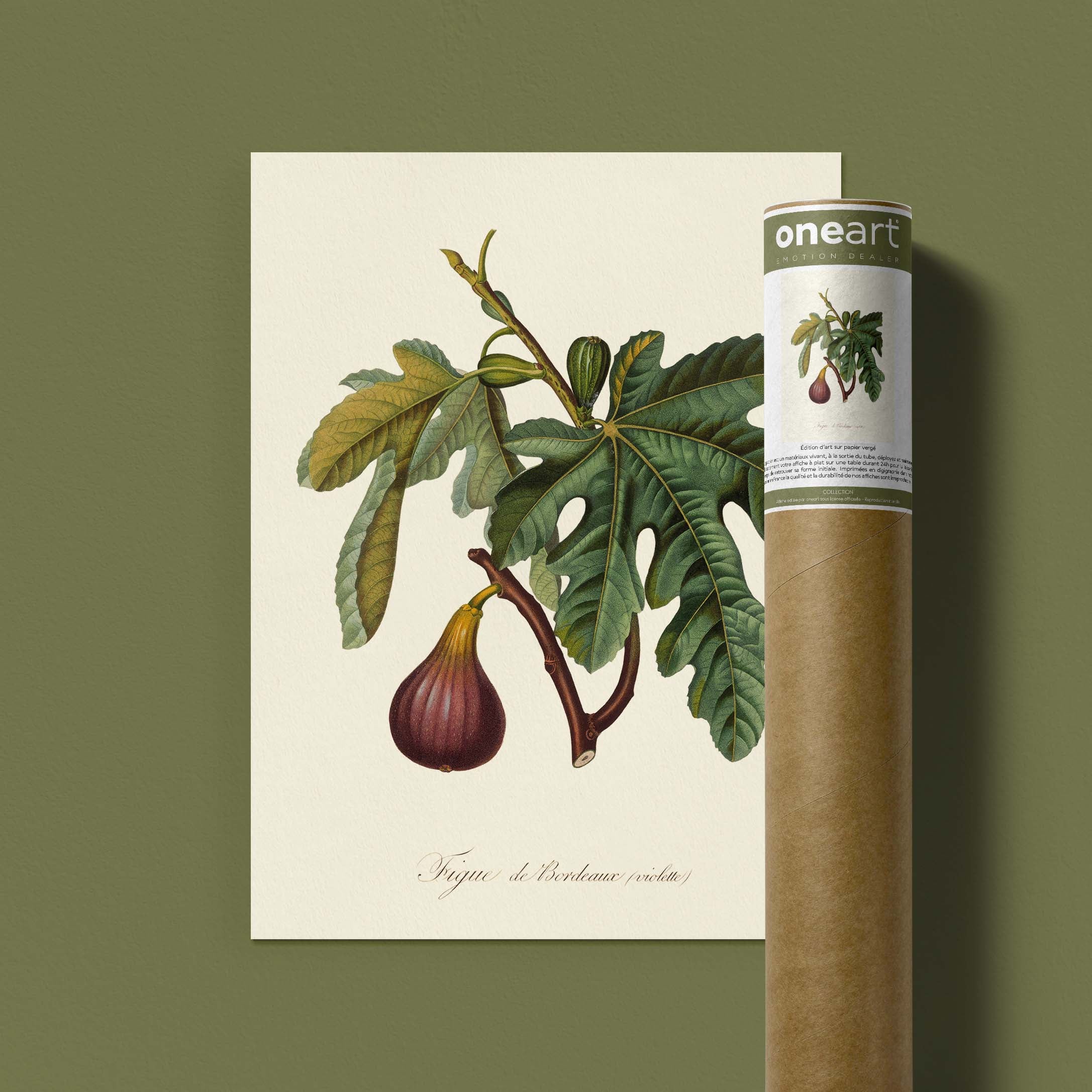 Planche botanique fruit - Figue de Bordeaux-oneart.fr
