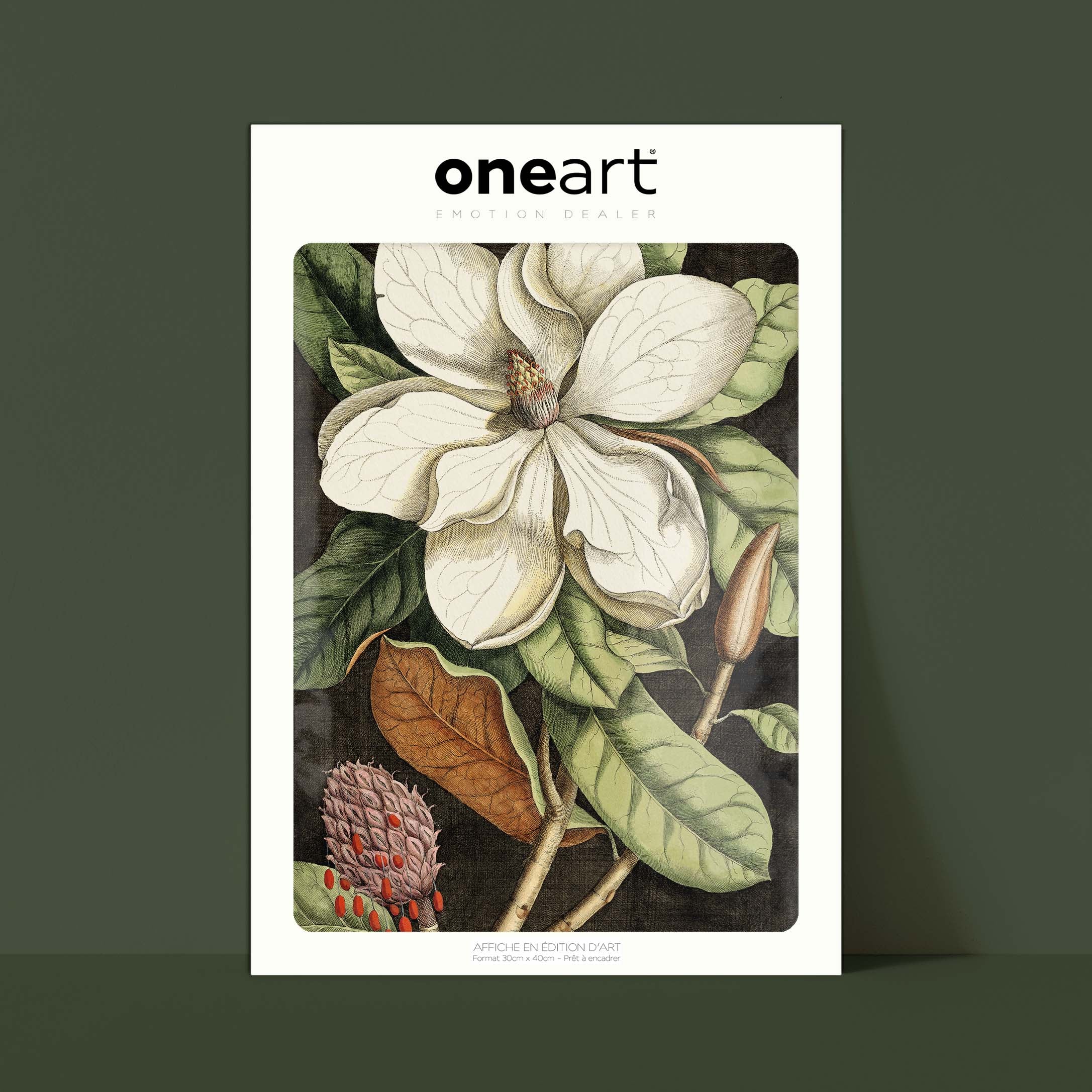 Planche botanique - Magnolia-oneart.fr