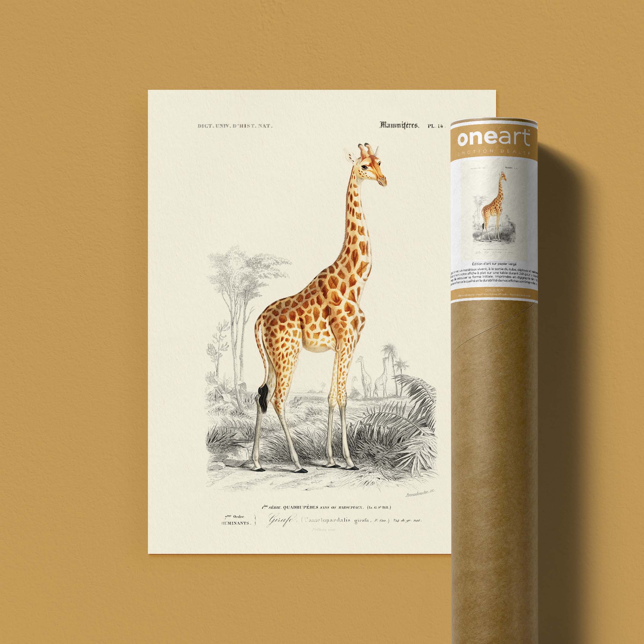 Planche de zoologie - La girafe-oneart.fr