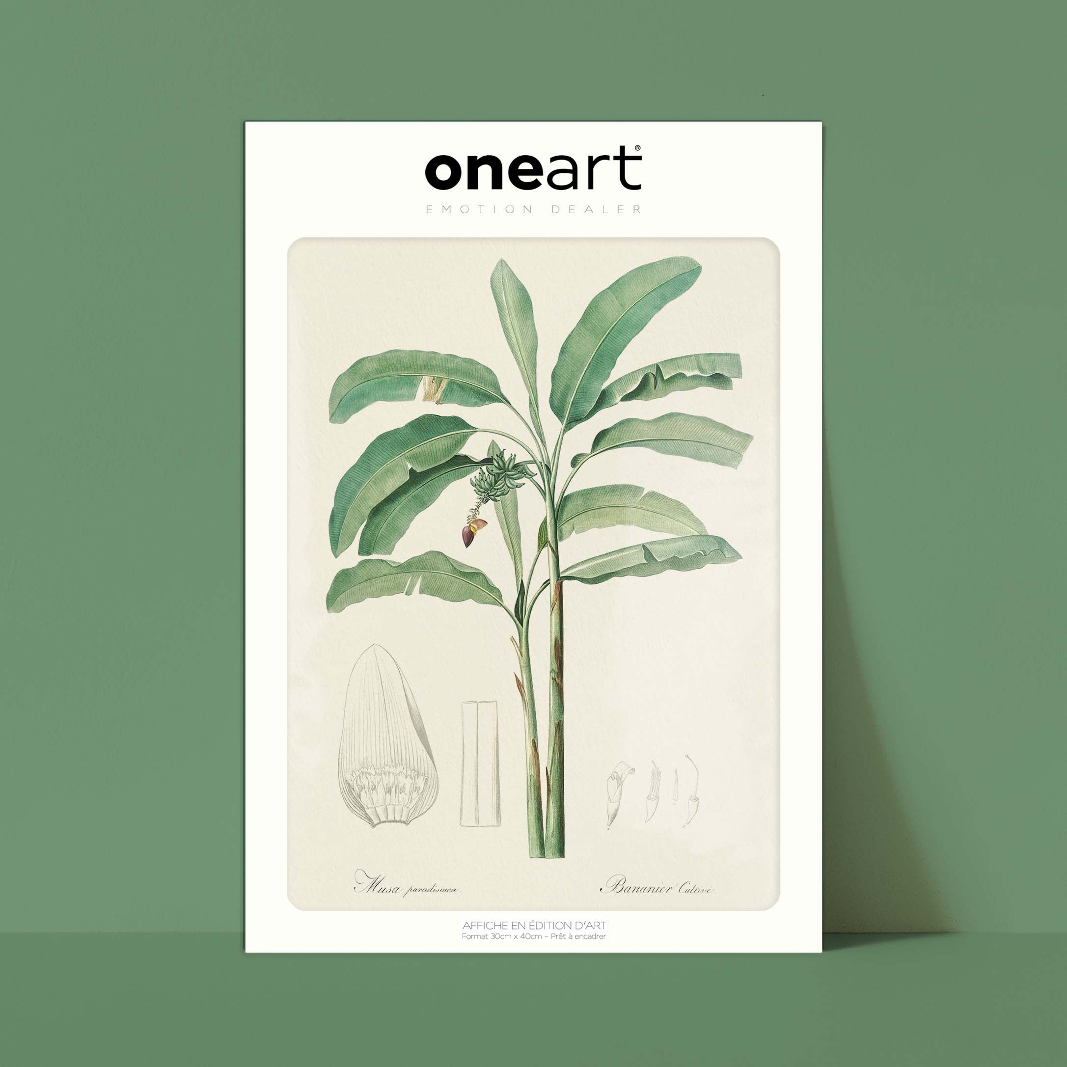 Planche botanique - Bananier cultivé-oneart.fr