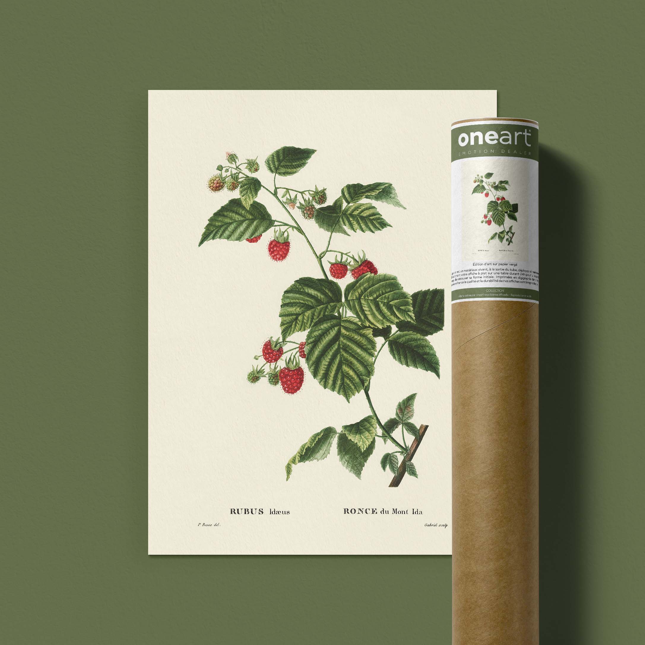 Planche botanique fruit - Ronce du Mont Ida-oneart.fr