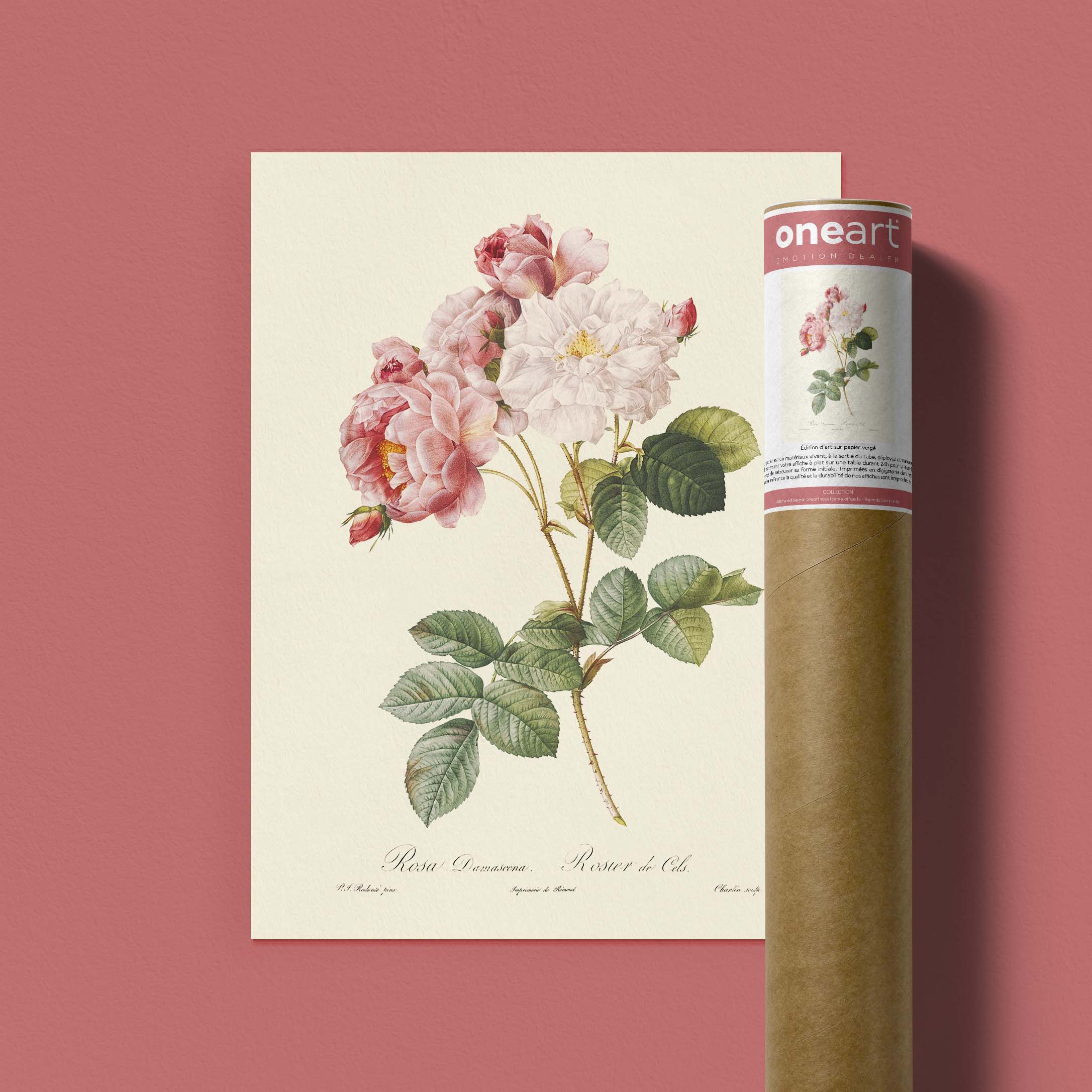 Planche botanique - Rosier de Cels-oneart.fr