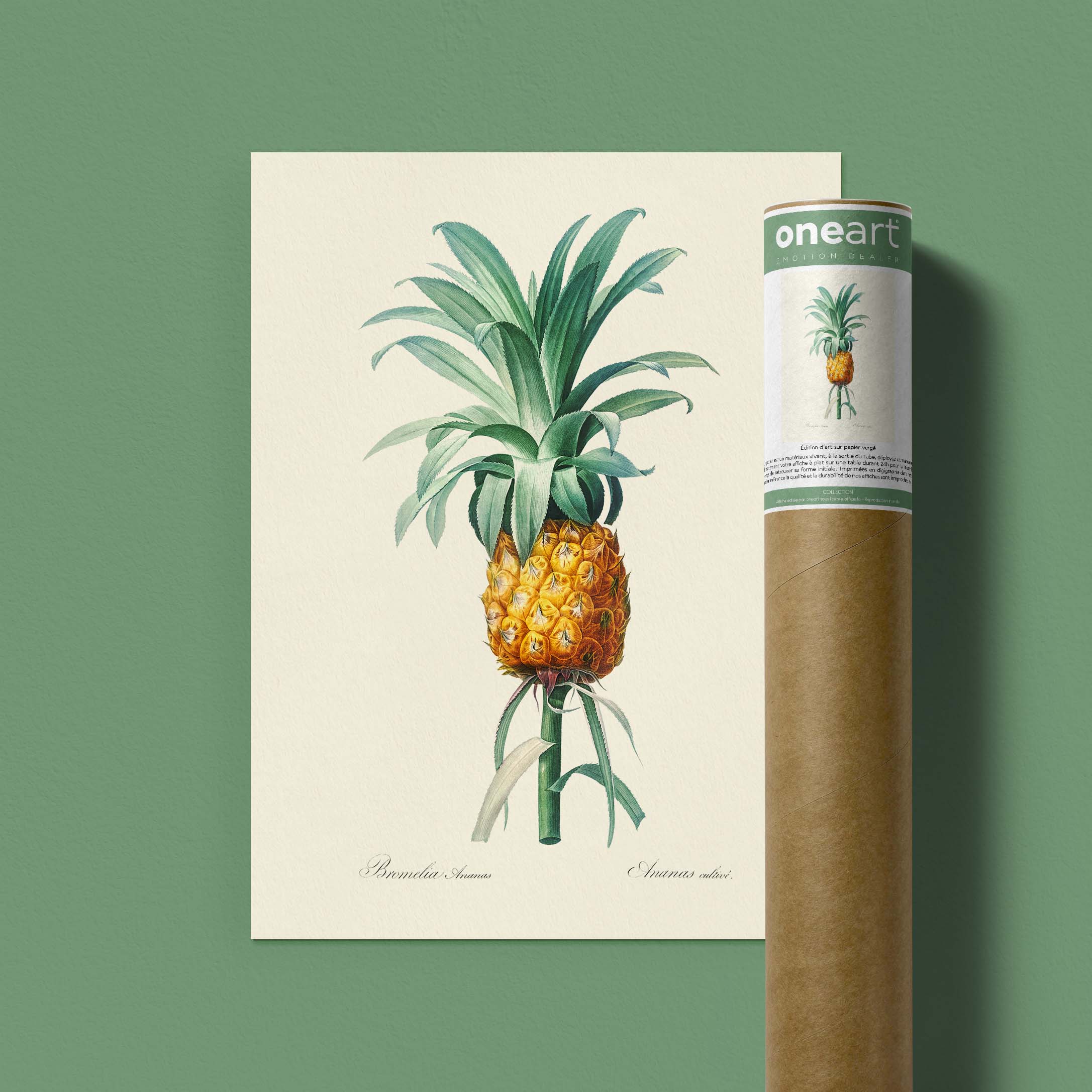 Planche botanique - Ananas cultivé-oneart.fr
