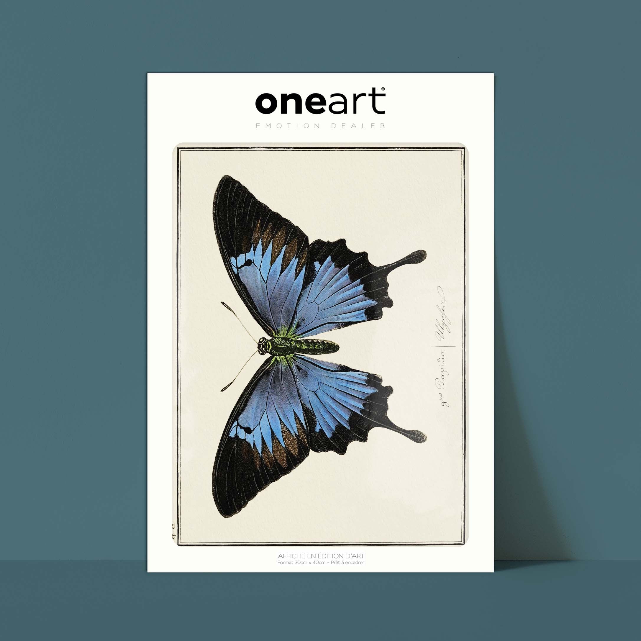 Planche d'entomologie Papillon - N°6-oneart.fr
