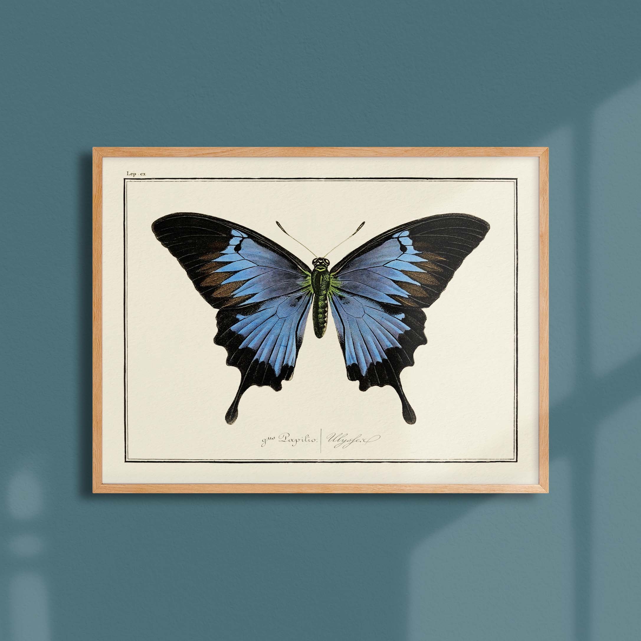 Planche d'entomologie Papillon - N°6-oneart.fr