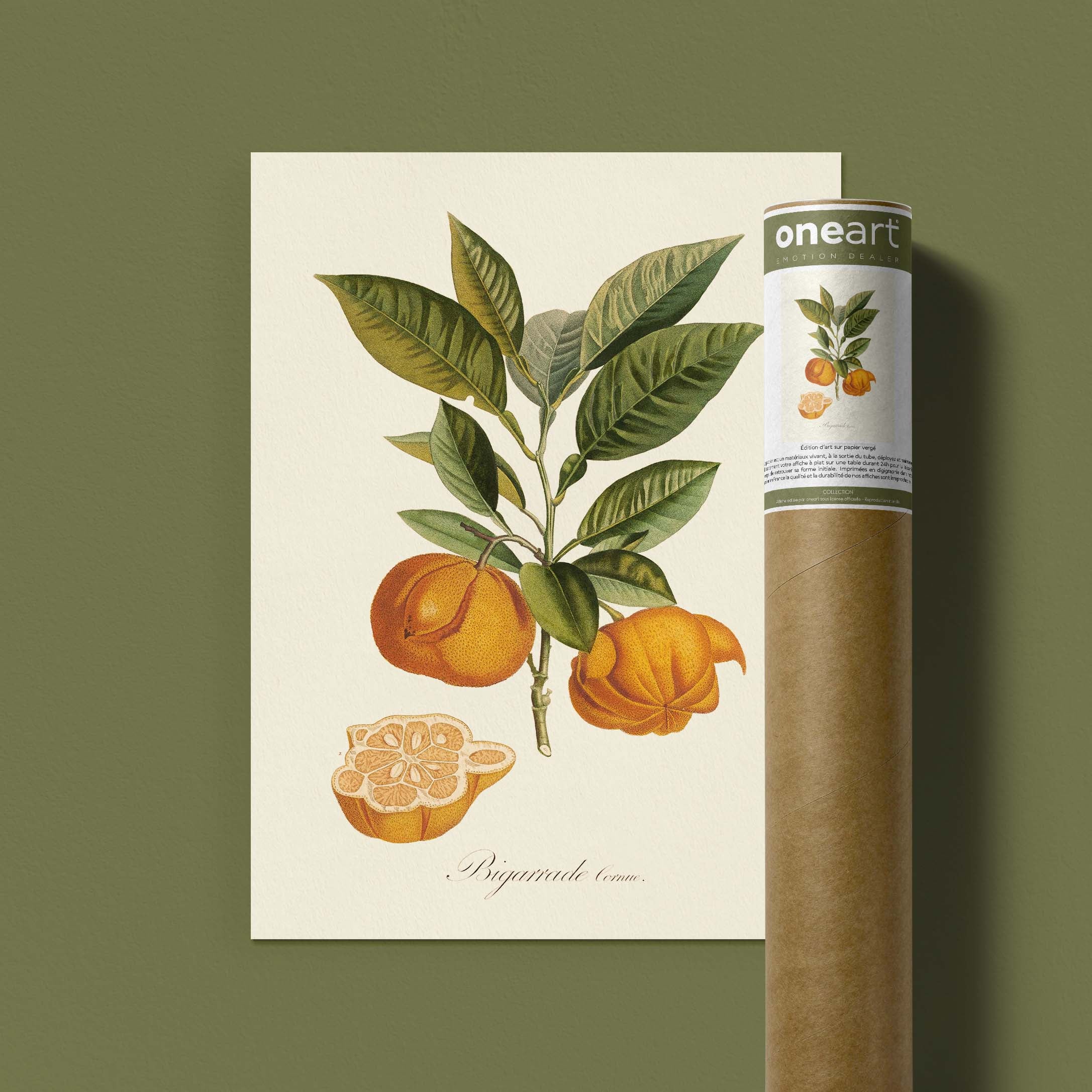 Planche botanique fruit - Bigarade cornue-oneart.fr