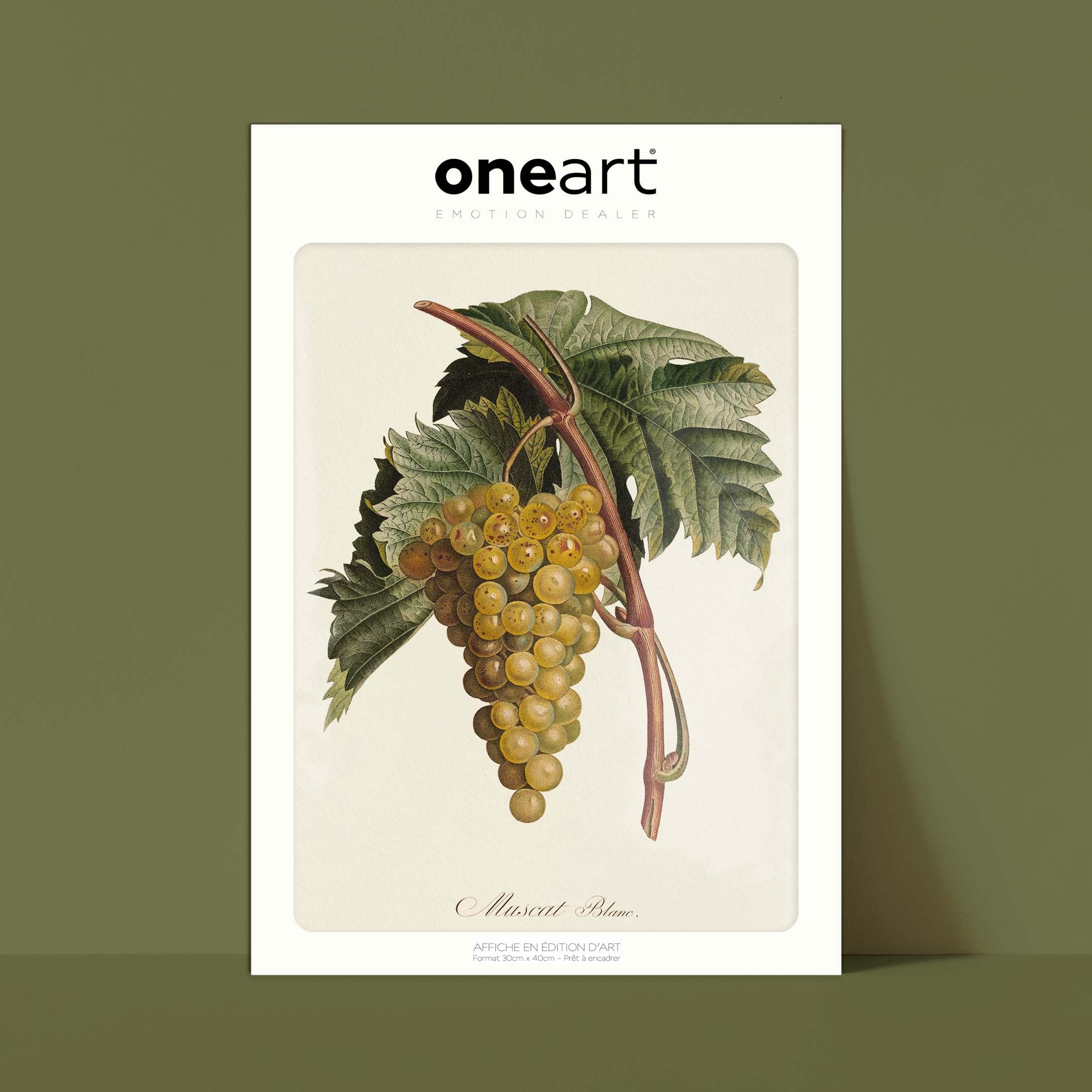 Planche botanique fruit - Muscat blanc-oneart.fr