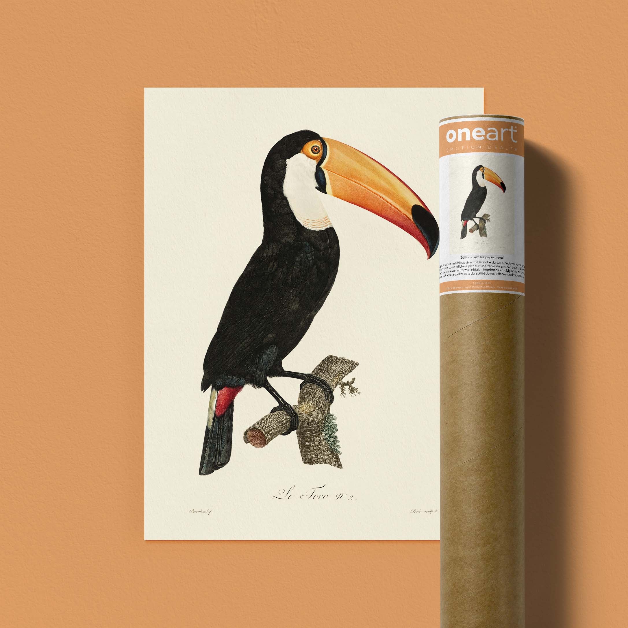 Planche d'ornithologie - Le Toco-oneart.fr