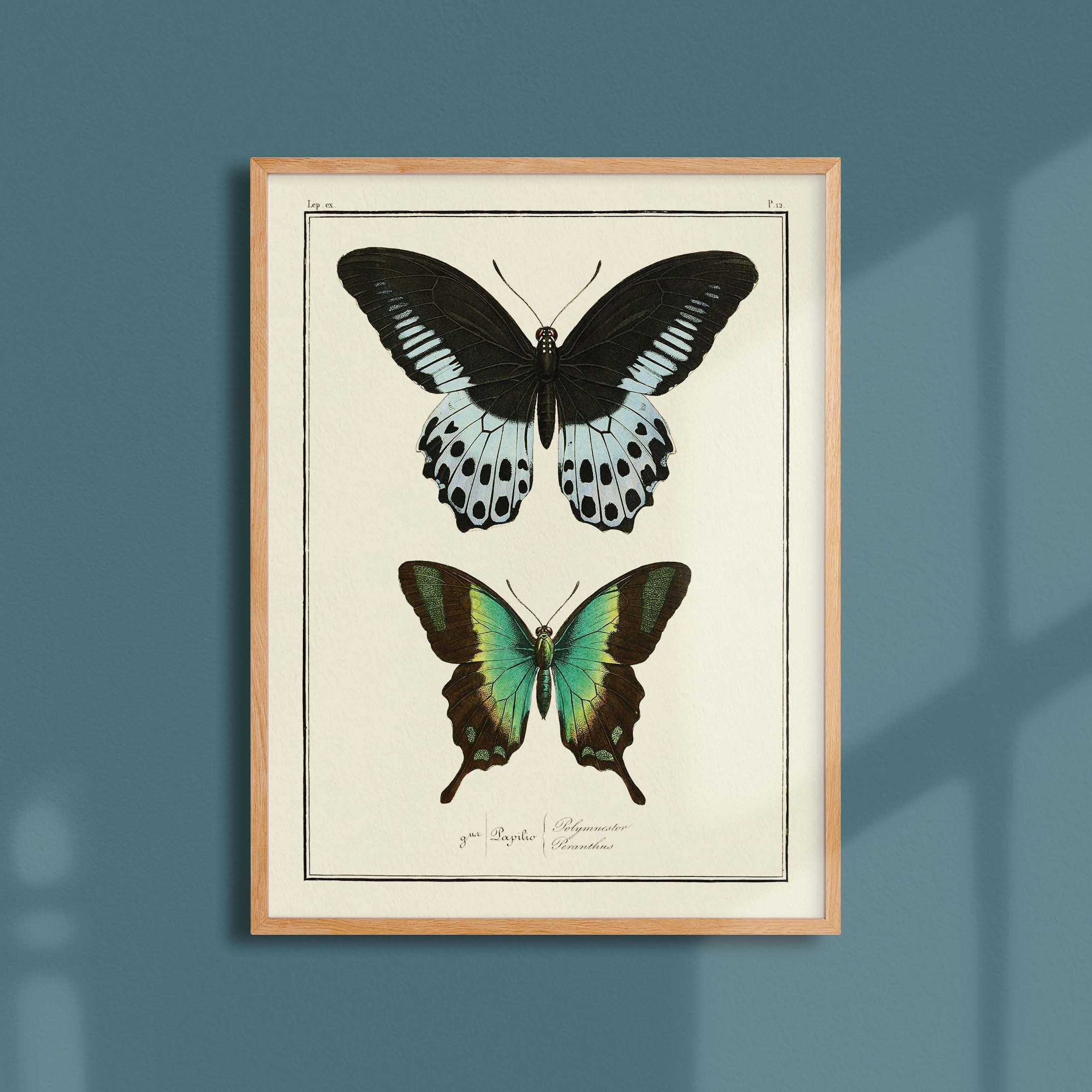 Planche d'entomologie Papillons - N°12-oneart.fr