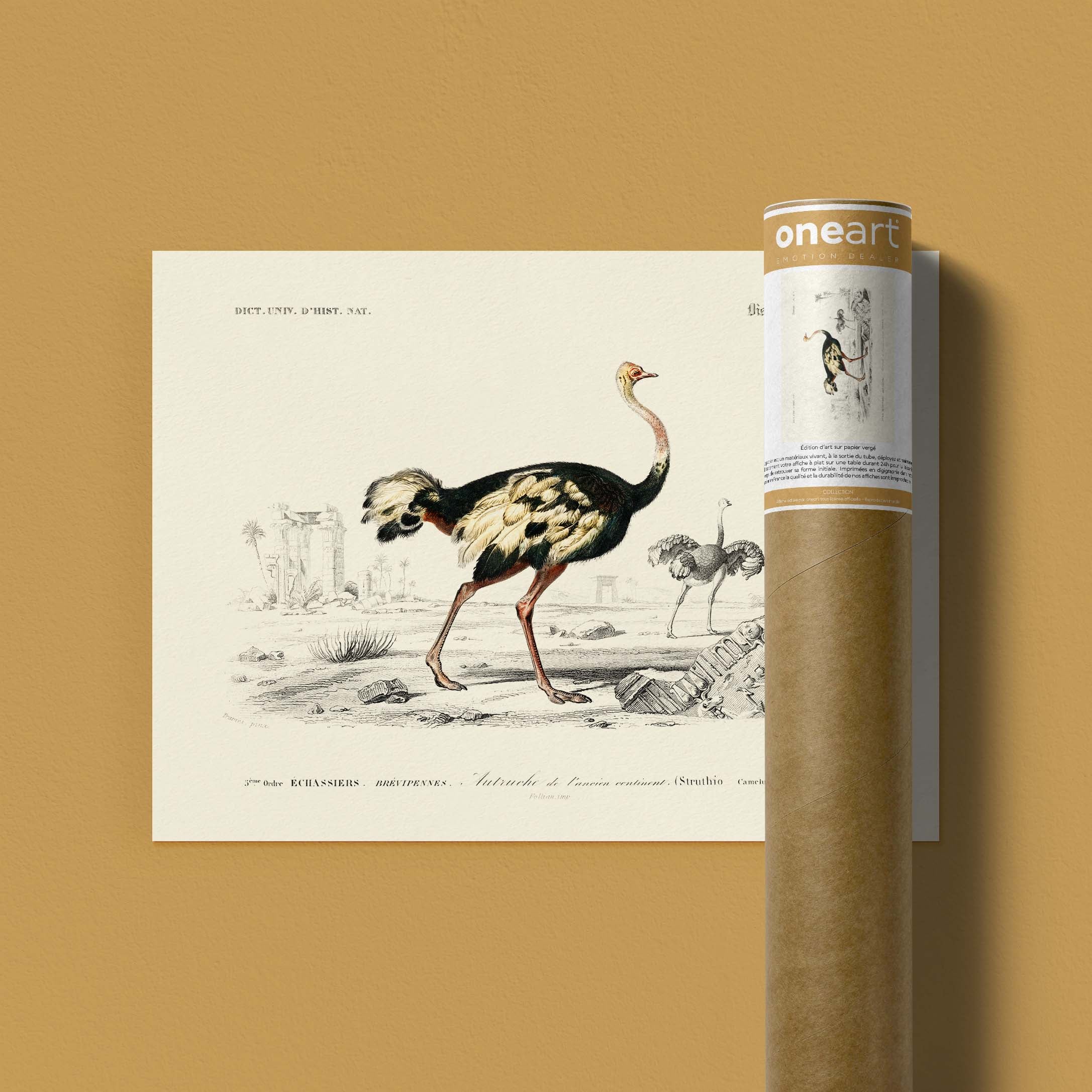 Planche de zoologie - L'autruche de l'ancien continent-oneart.fr