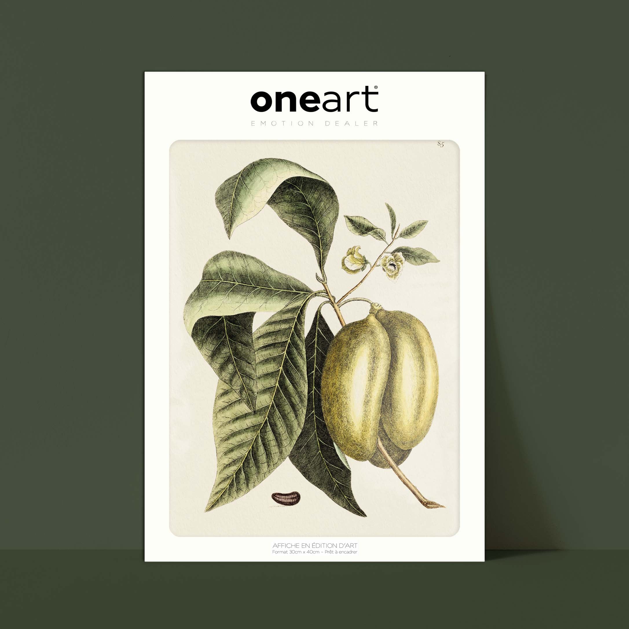 Planche botanique - Papaye-oneart.fr