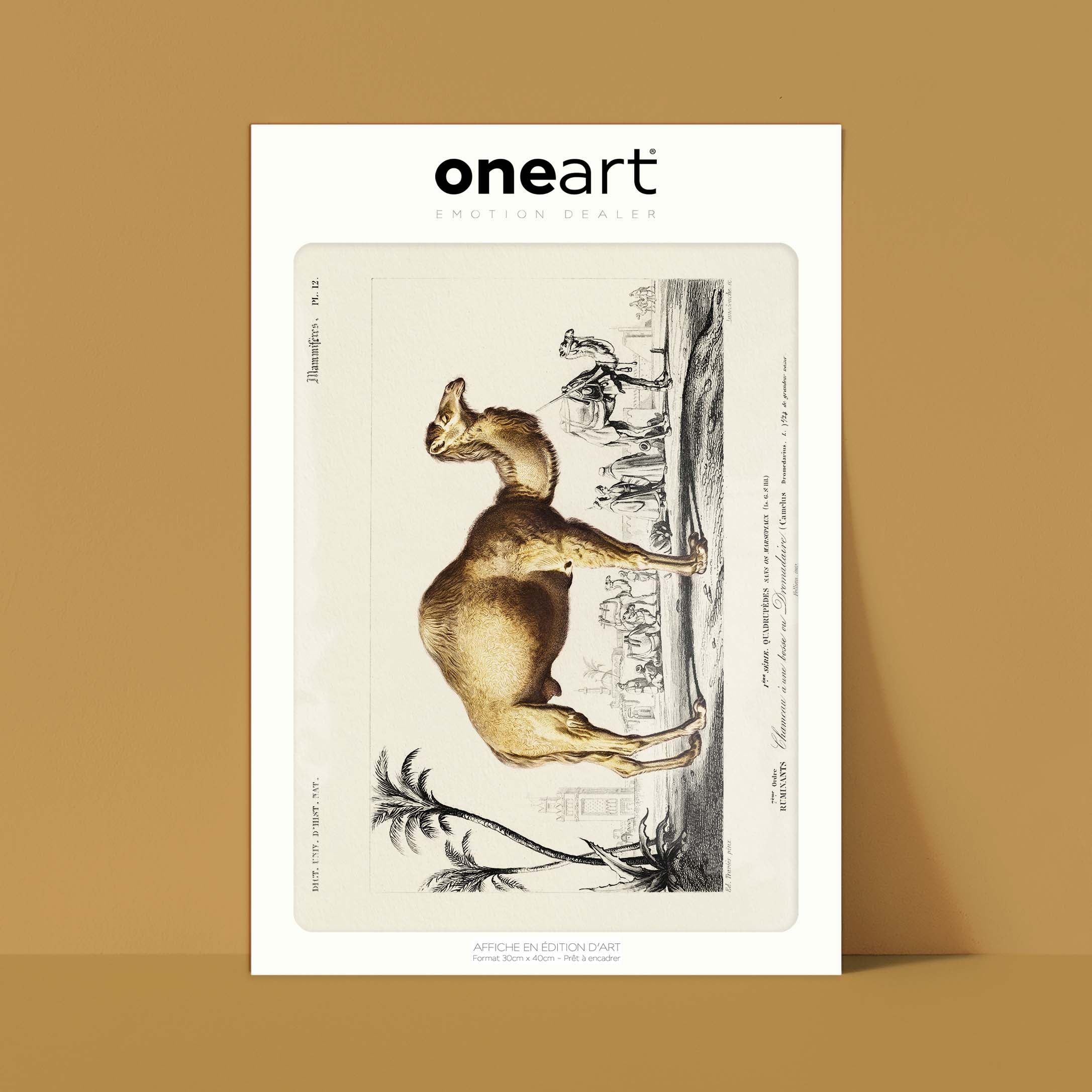Planche de zoologie - Le dromadaire-oneart.fr