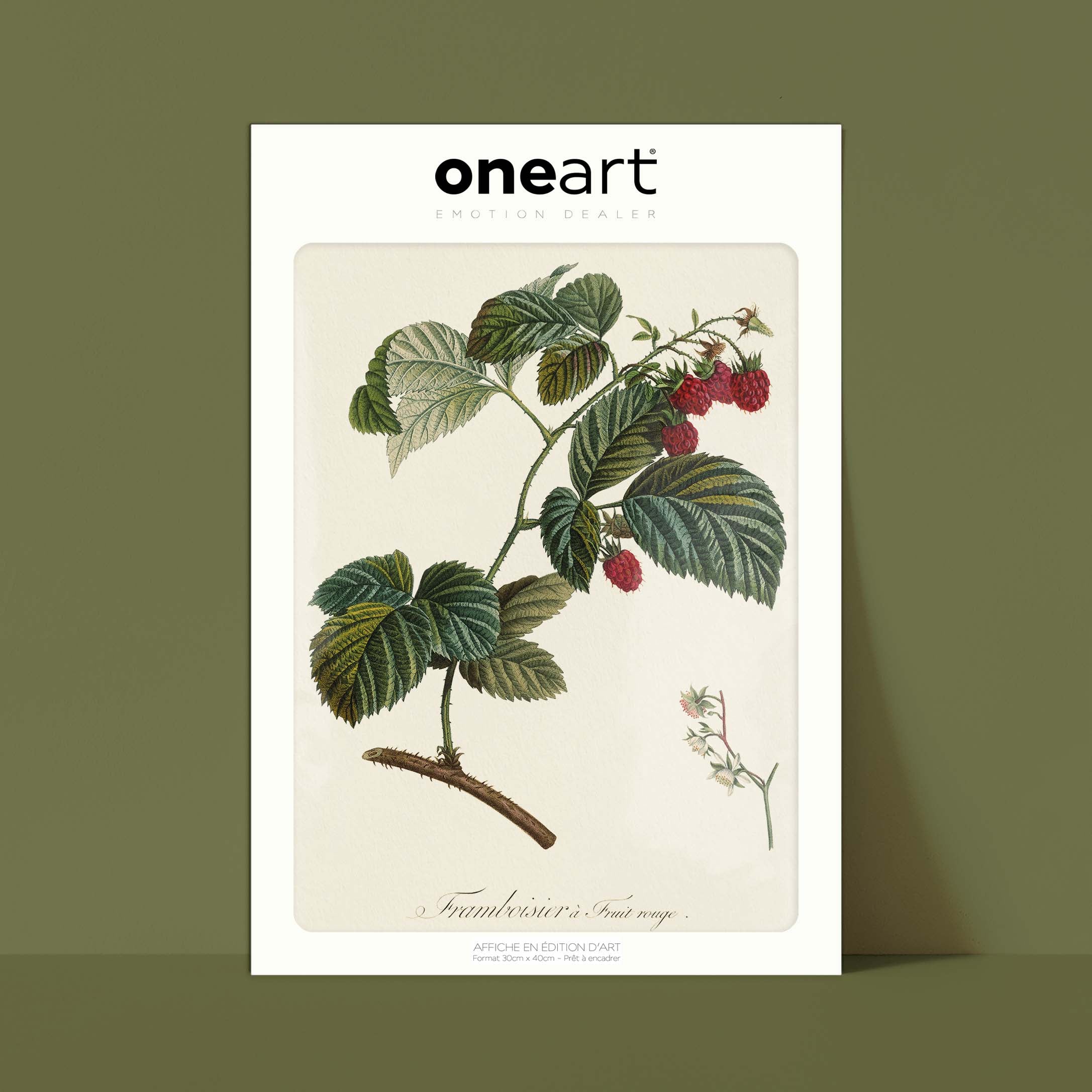 Planche "Les Imparfaits" botanique fruit - Framboisier à fruit rouge