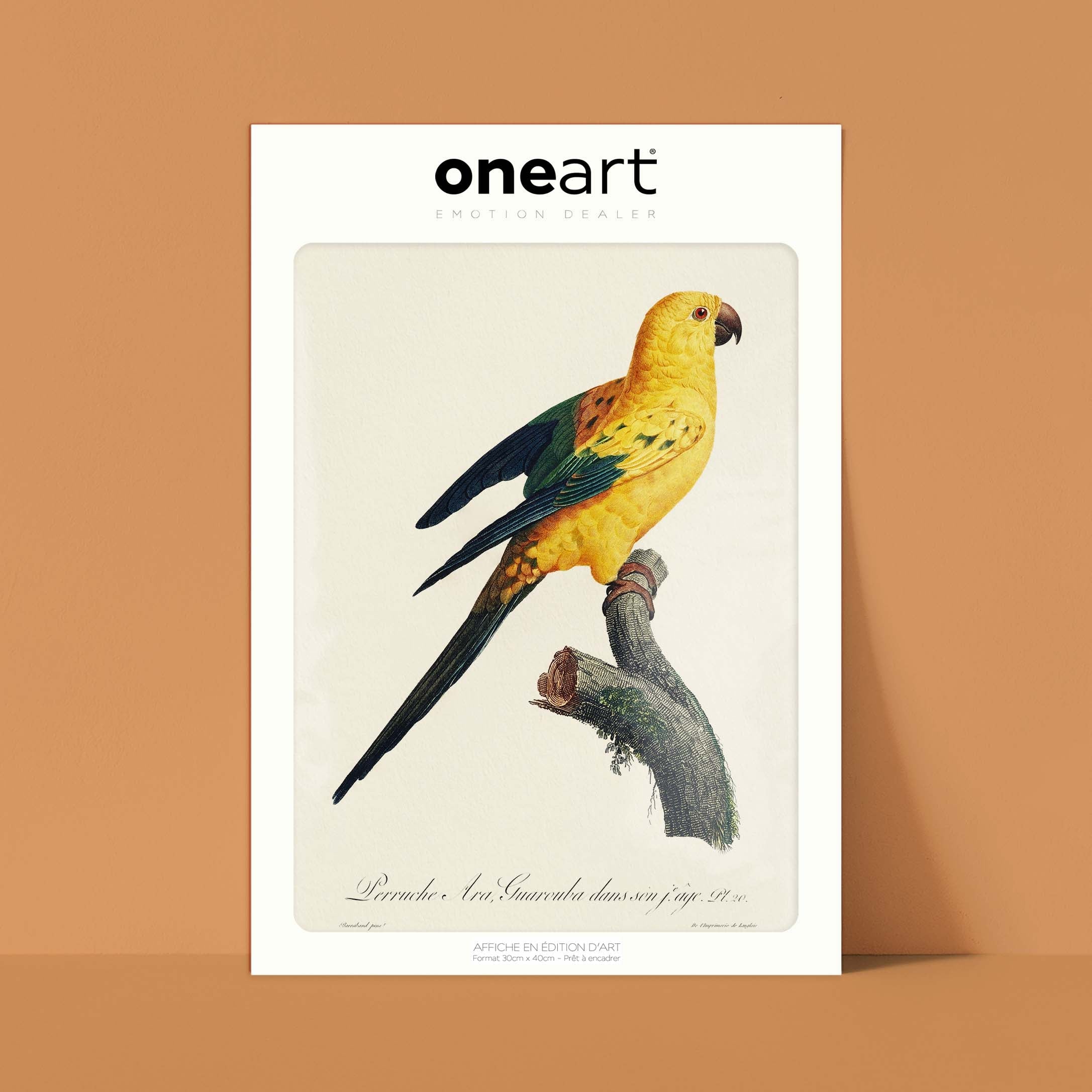 Planche "Les Imparfaits" d'ornithologie  - La perruche Ara Guarouba