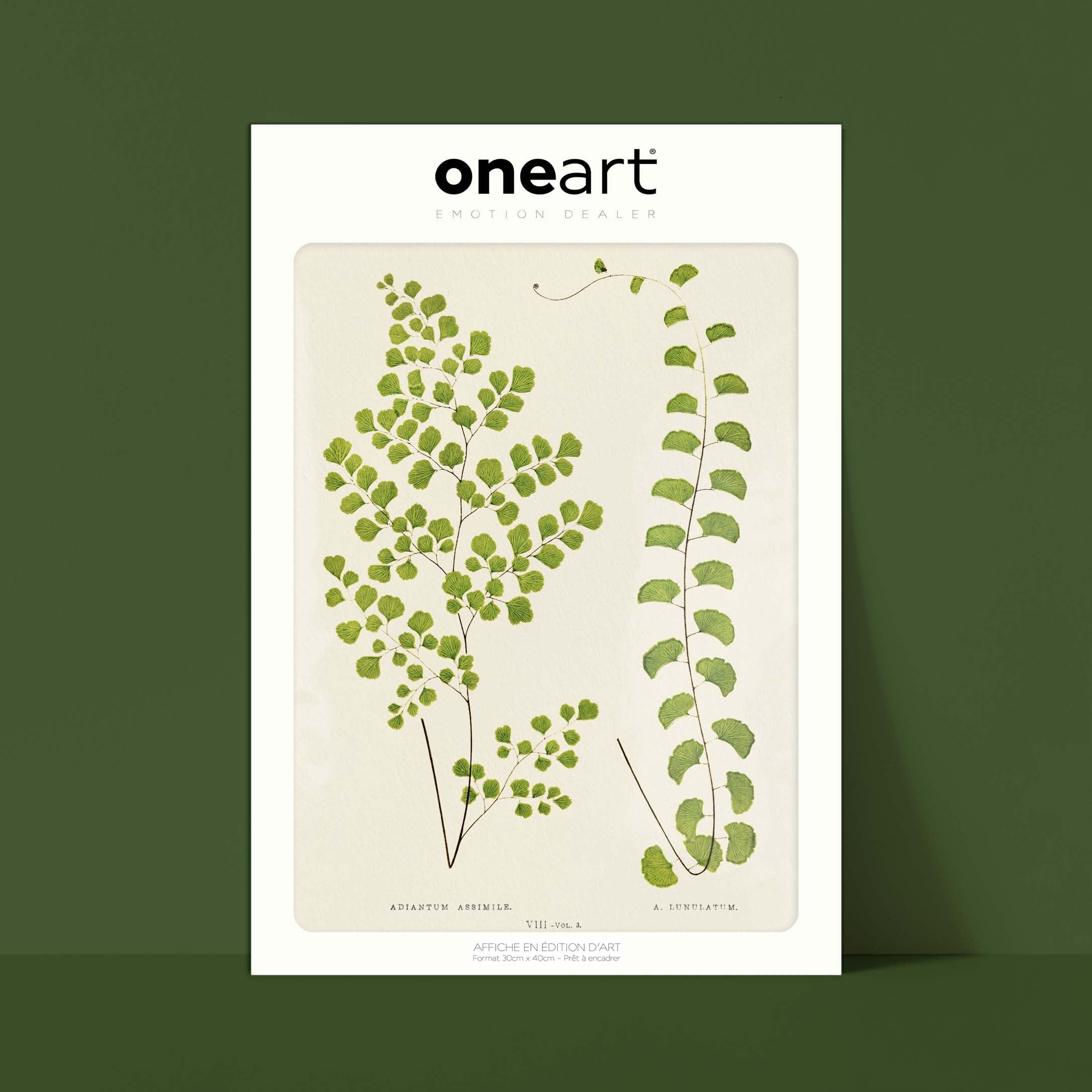 Planche "Les Imparfaits" botanique fougère - Adiantum assimile / lunulatum