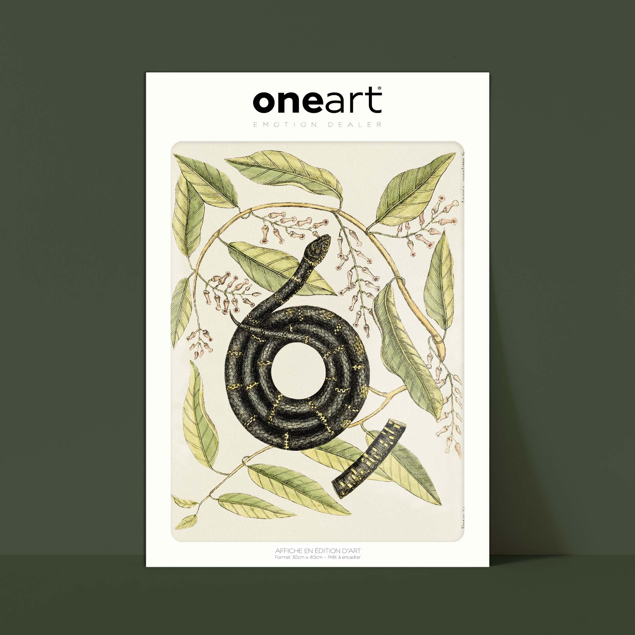 Planche "Les Imparfaits" botanique  - Serpent roi de l'Est