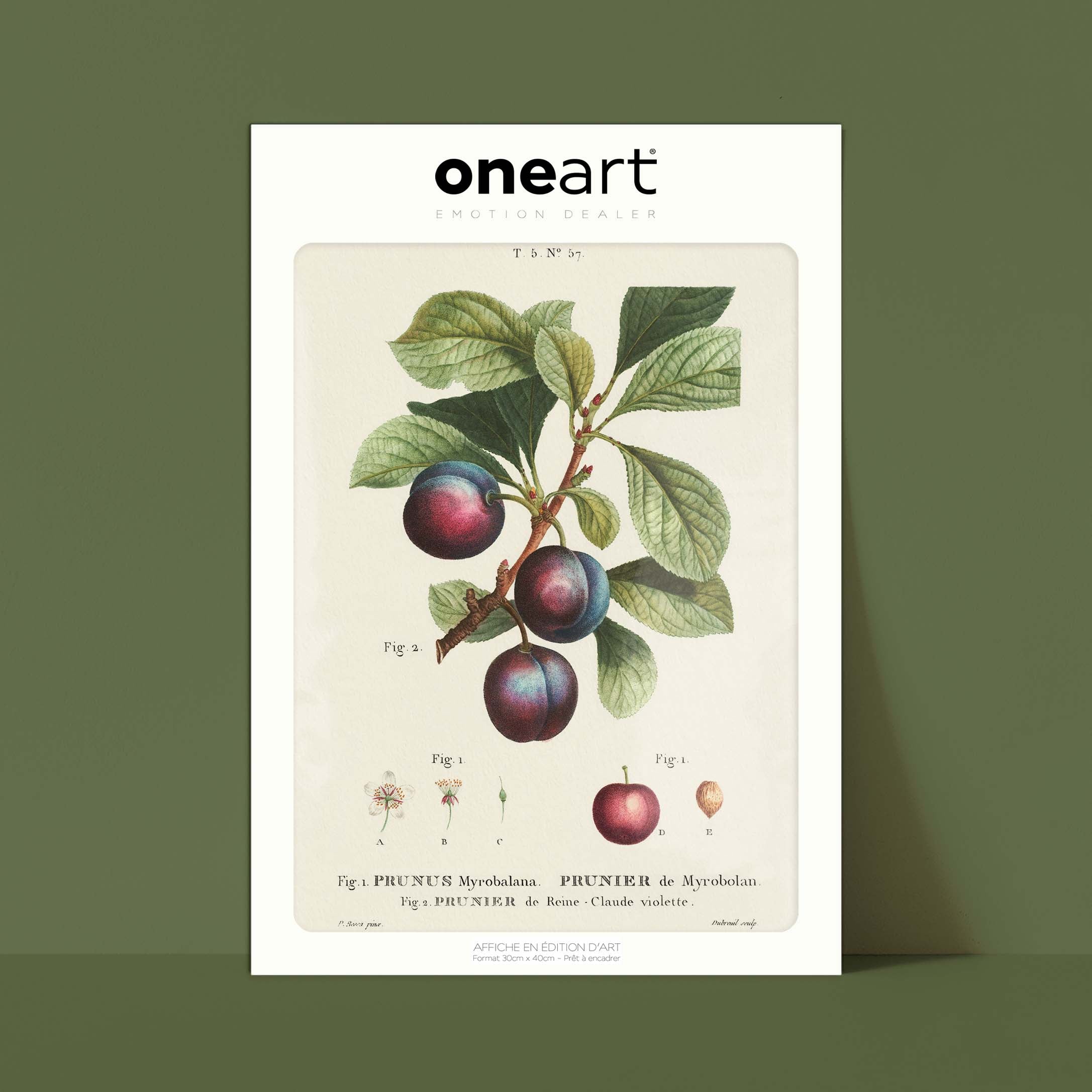 Planche "Les Imparfaits" botanique fruit - Prunier Reine Claude