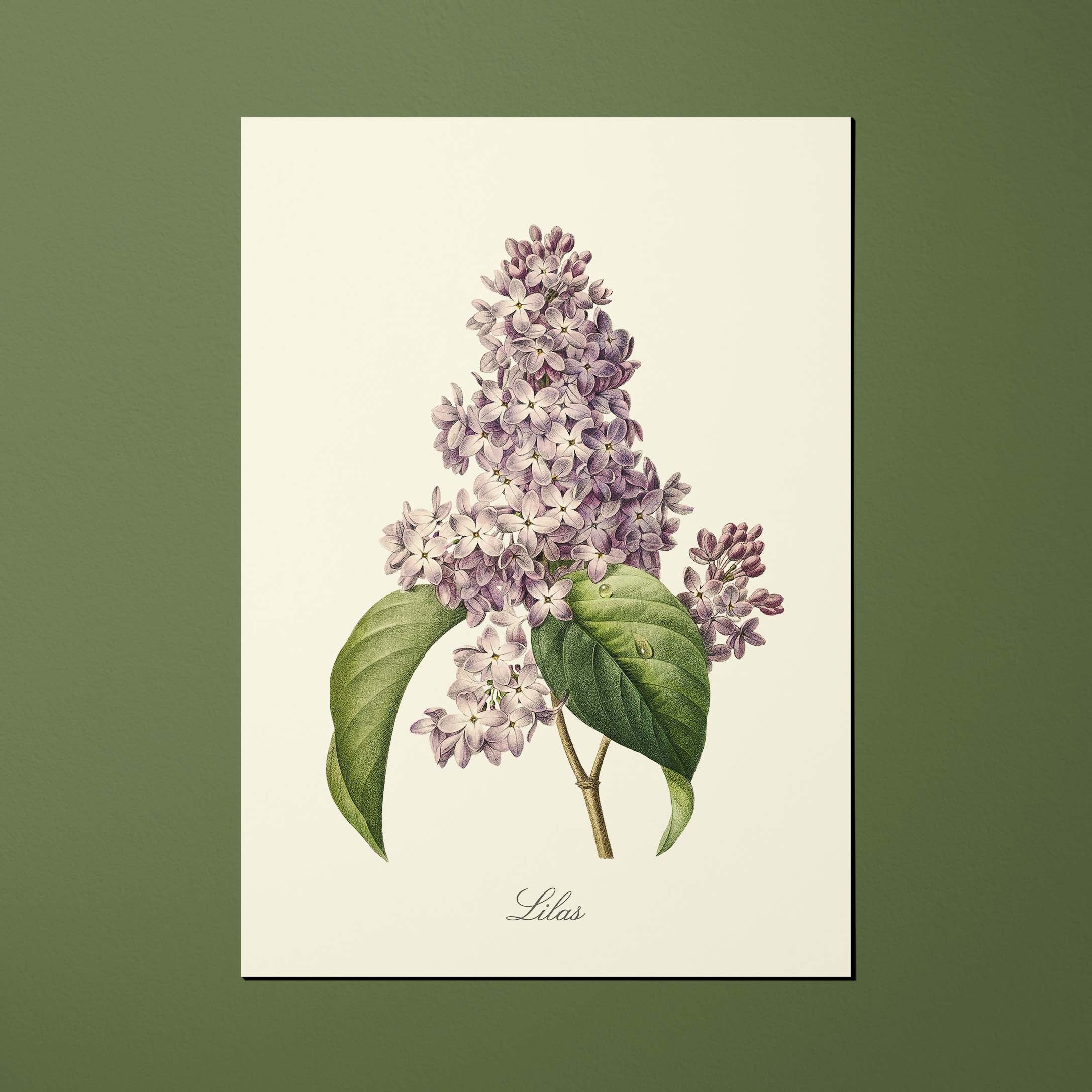 Carte postale Fleurs Lilas