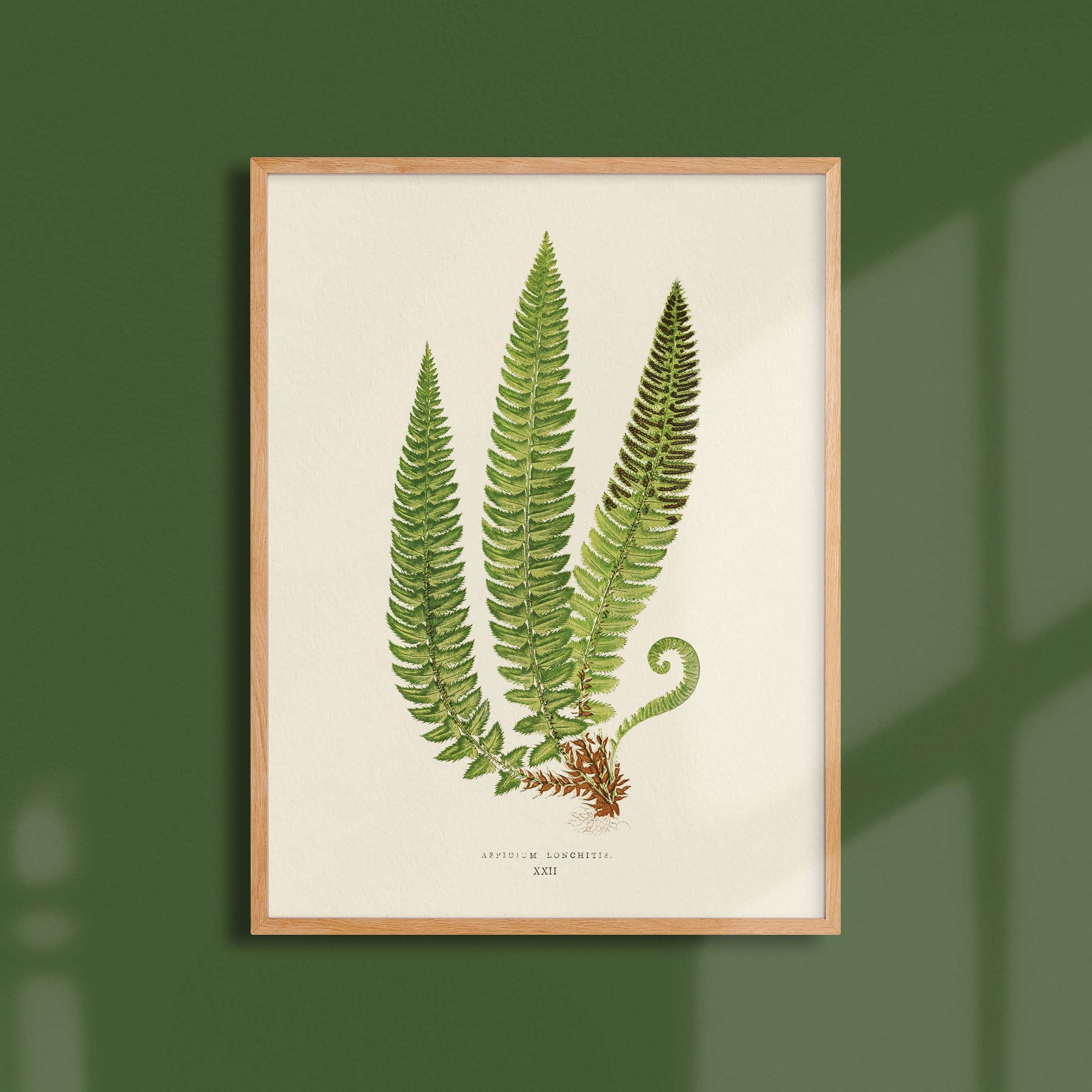 Planche botanique fougère - Aspidium lonchitis-oneart.fr