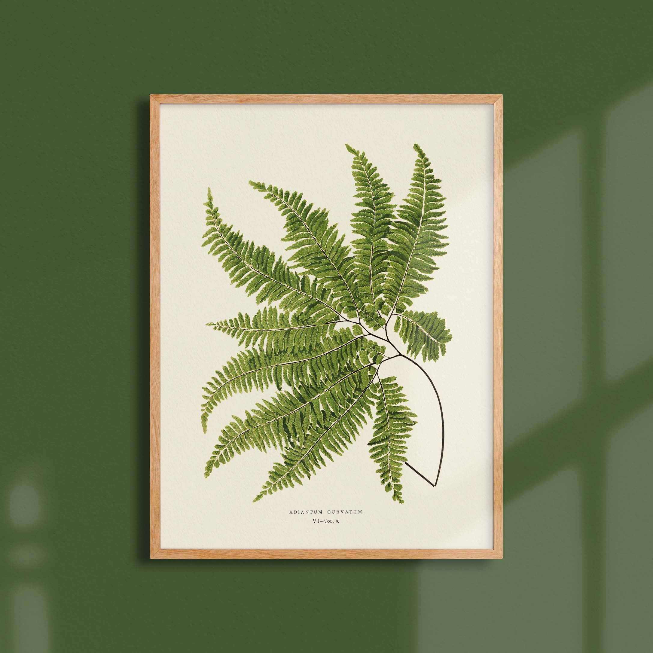 Planche botanique fougère - Adiantum curvatum-oneart.fr