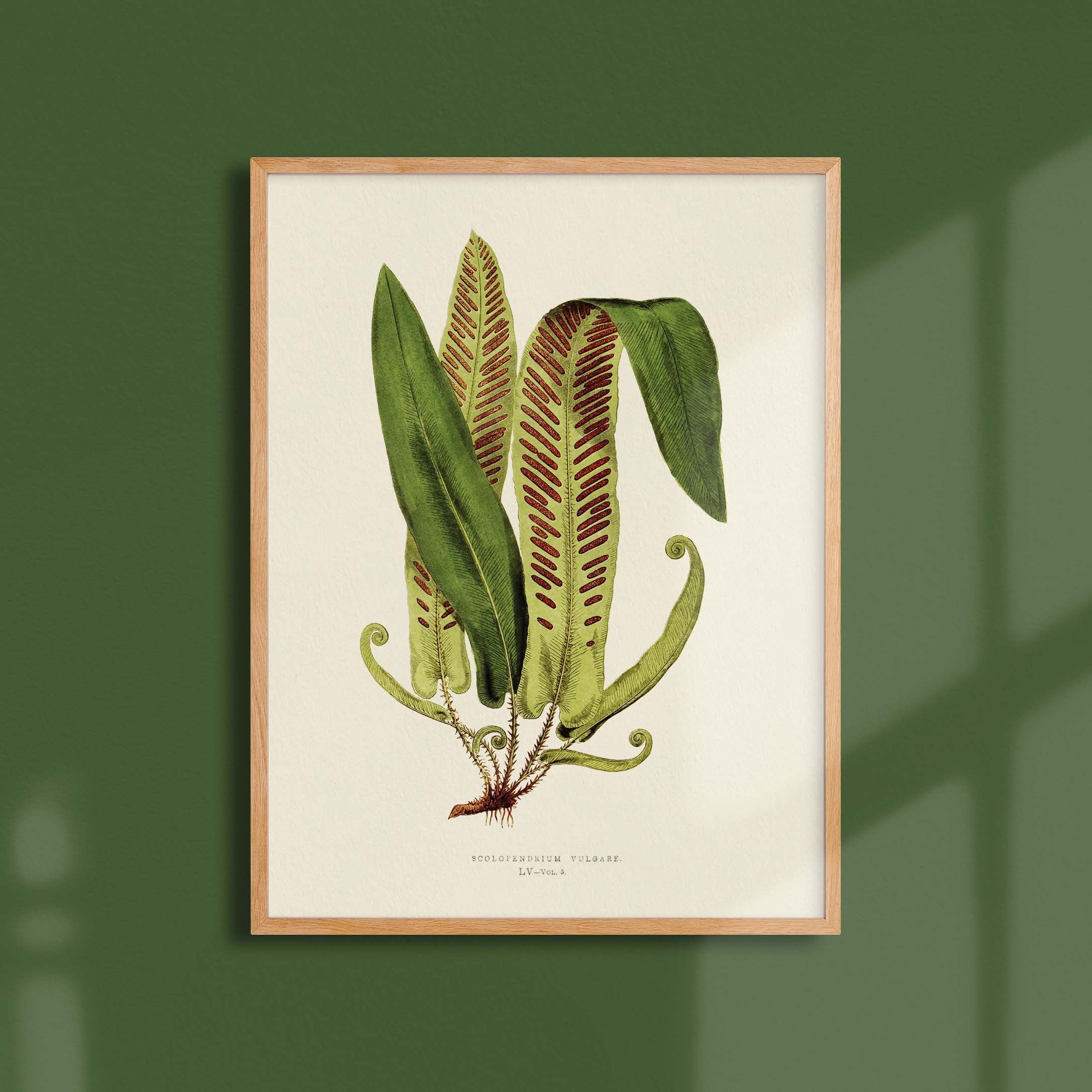 Planche botanique fougère - Scolopendrium vulgare-oneart.fr