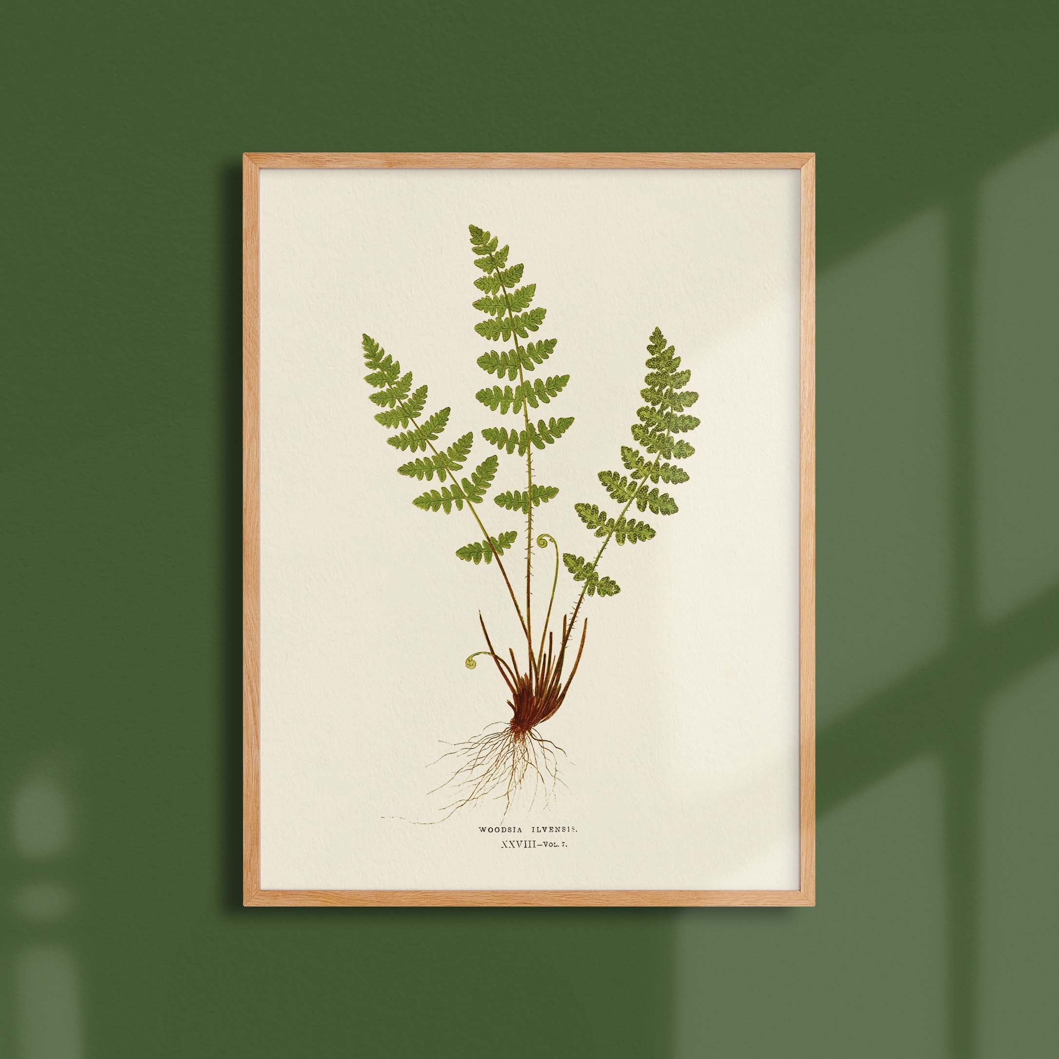 Planche botanique fougère - Woodsia ilvensis-oneart.fr