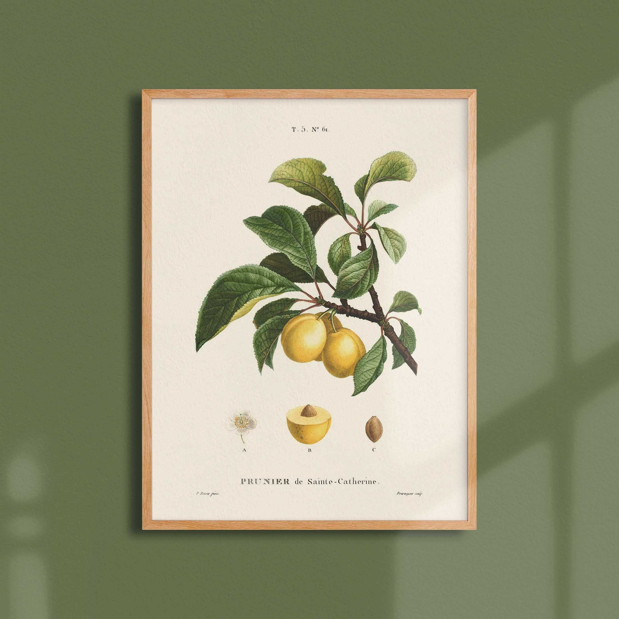 Planche botanique fruit - Prunier de Sainte Catherine-oneart.fr